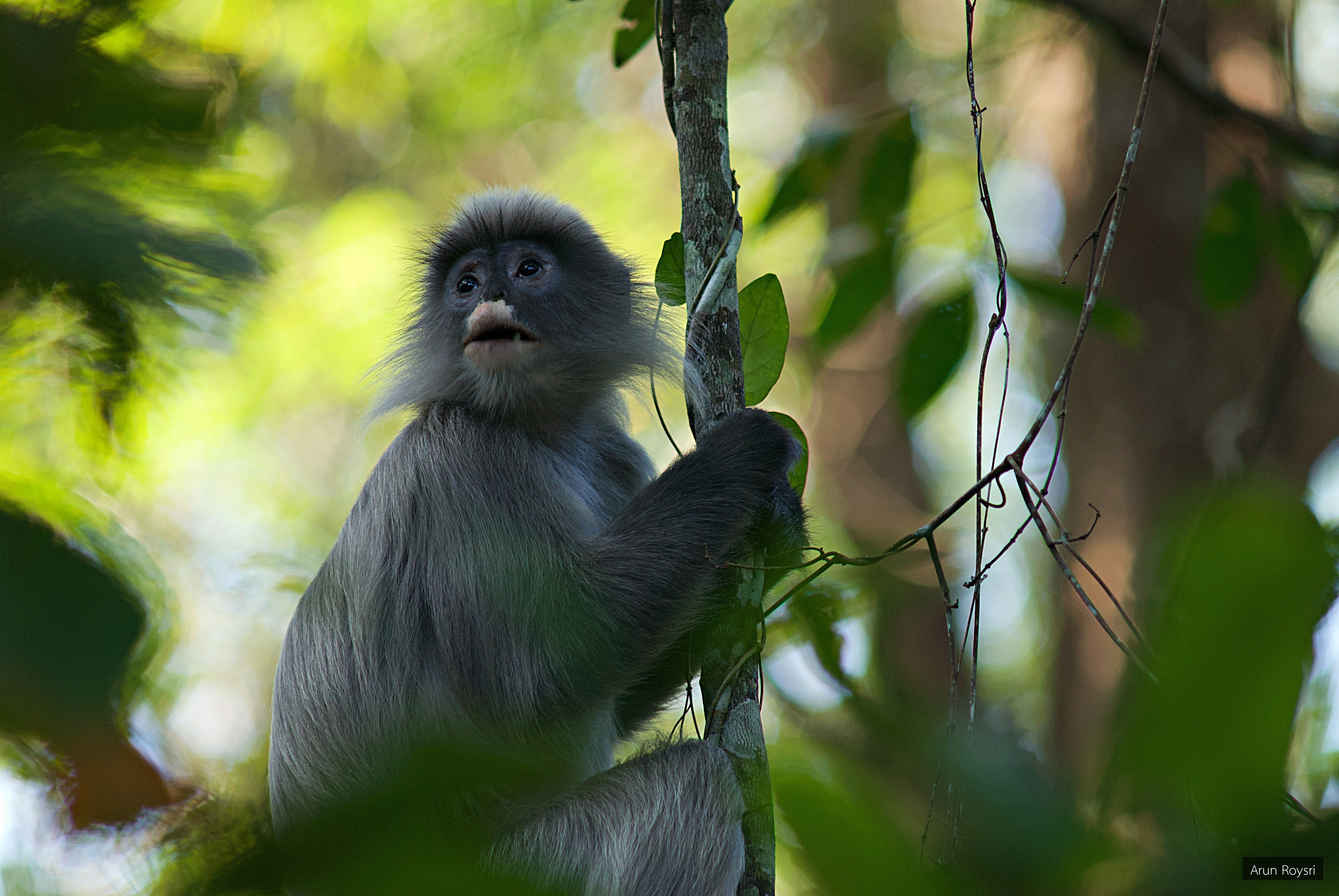 Trachypithecus phayrei
