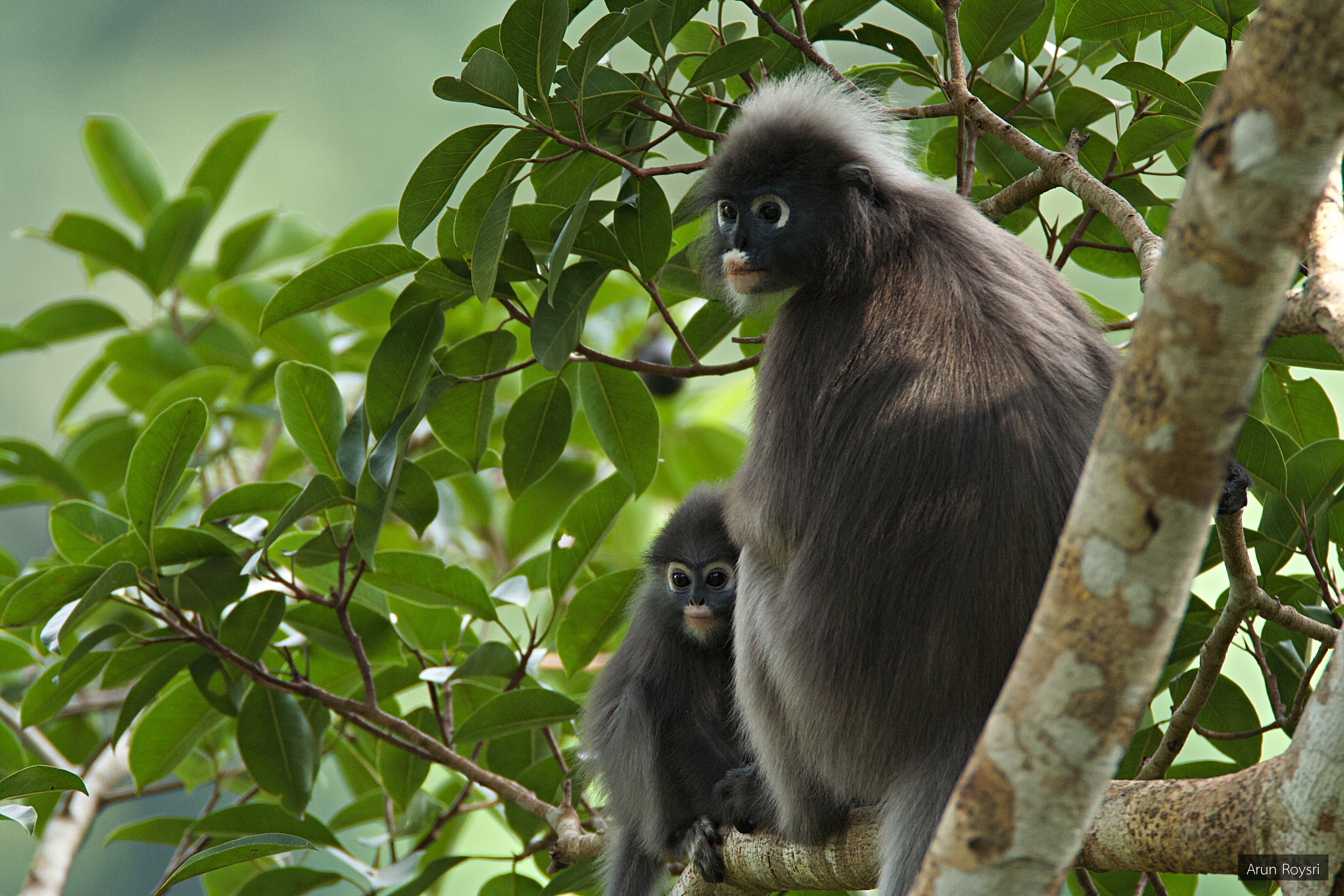 Trachypithecus obscurus