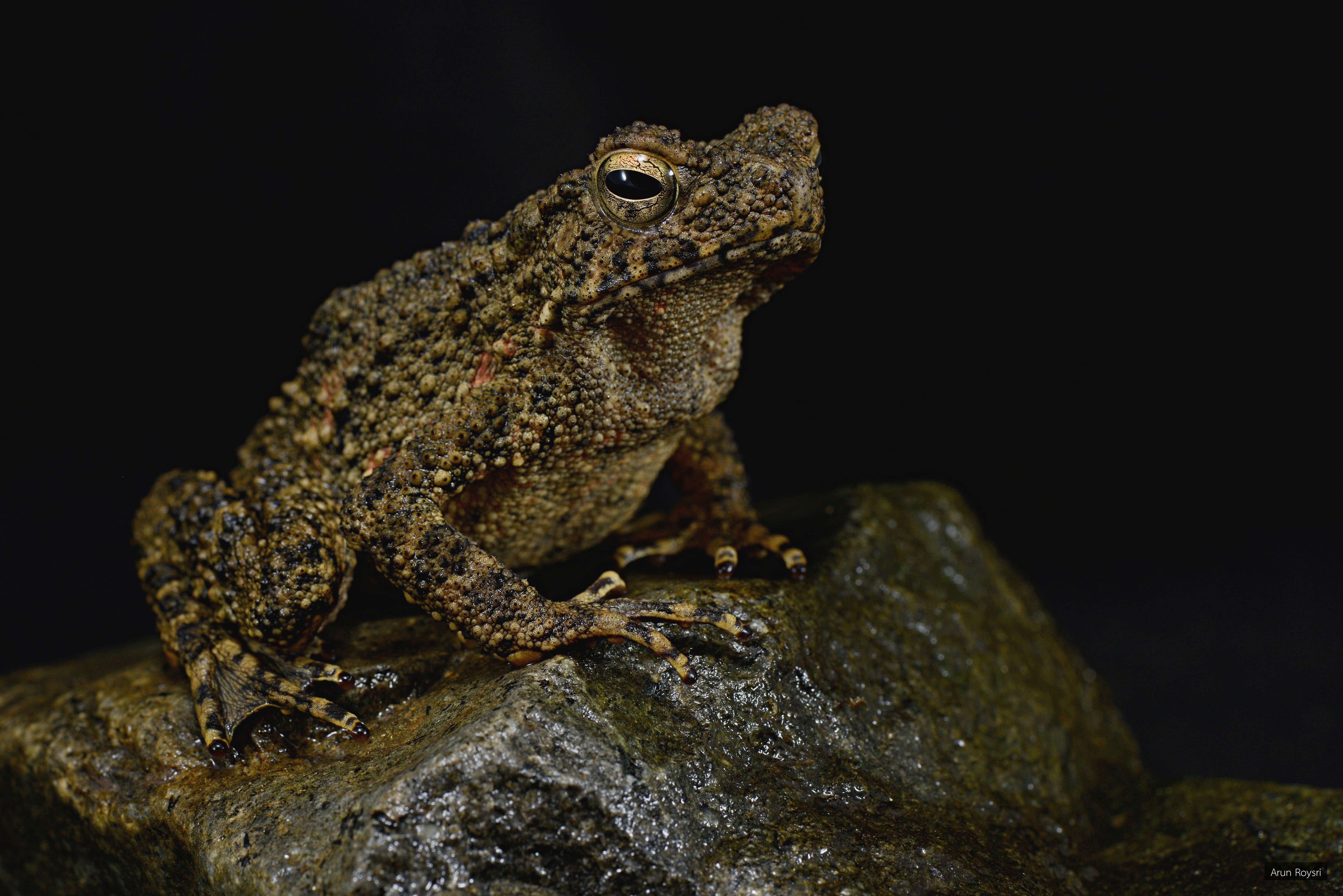 Phrynoidis asper