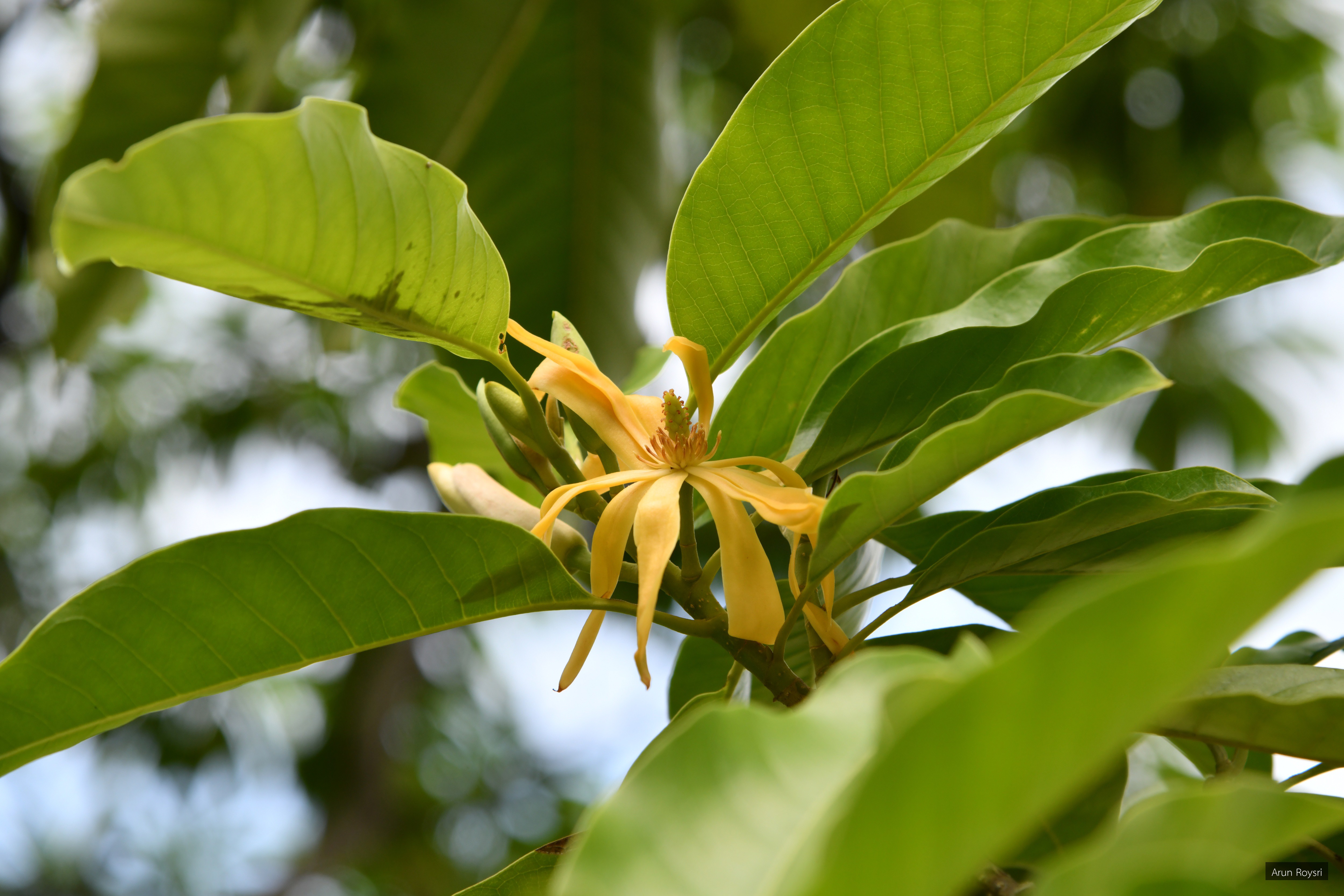 Magnolia champaca