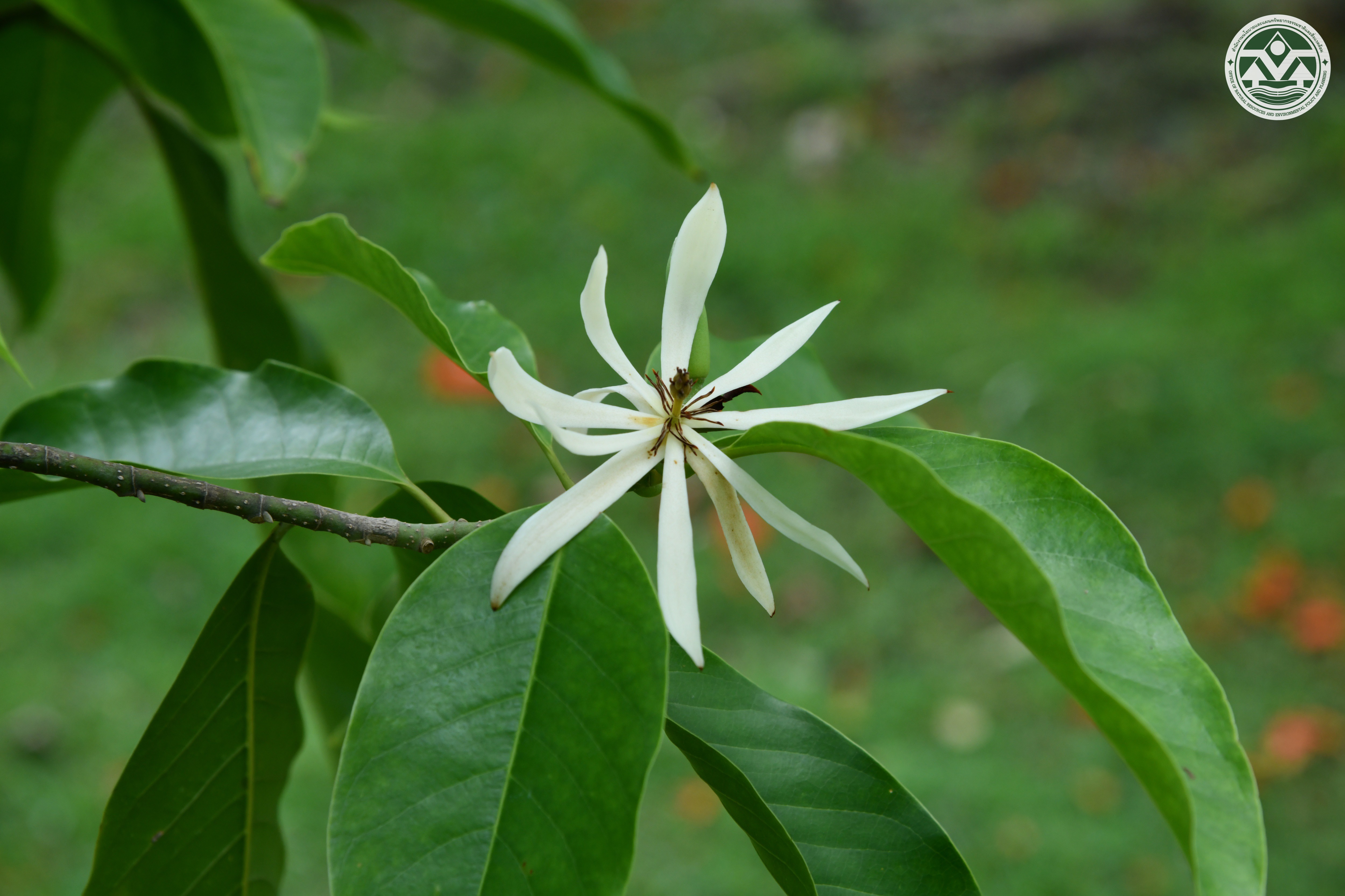 Magnolia × alba