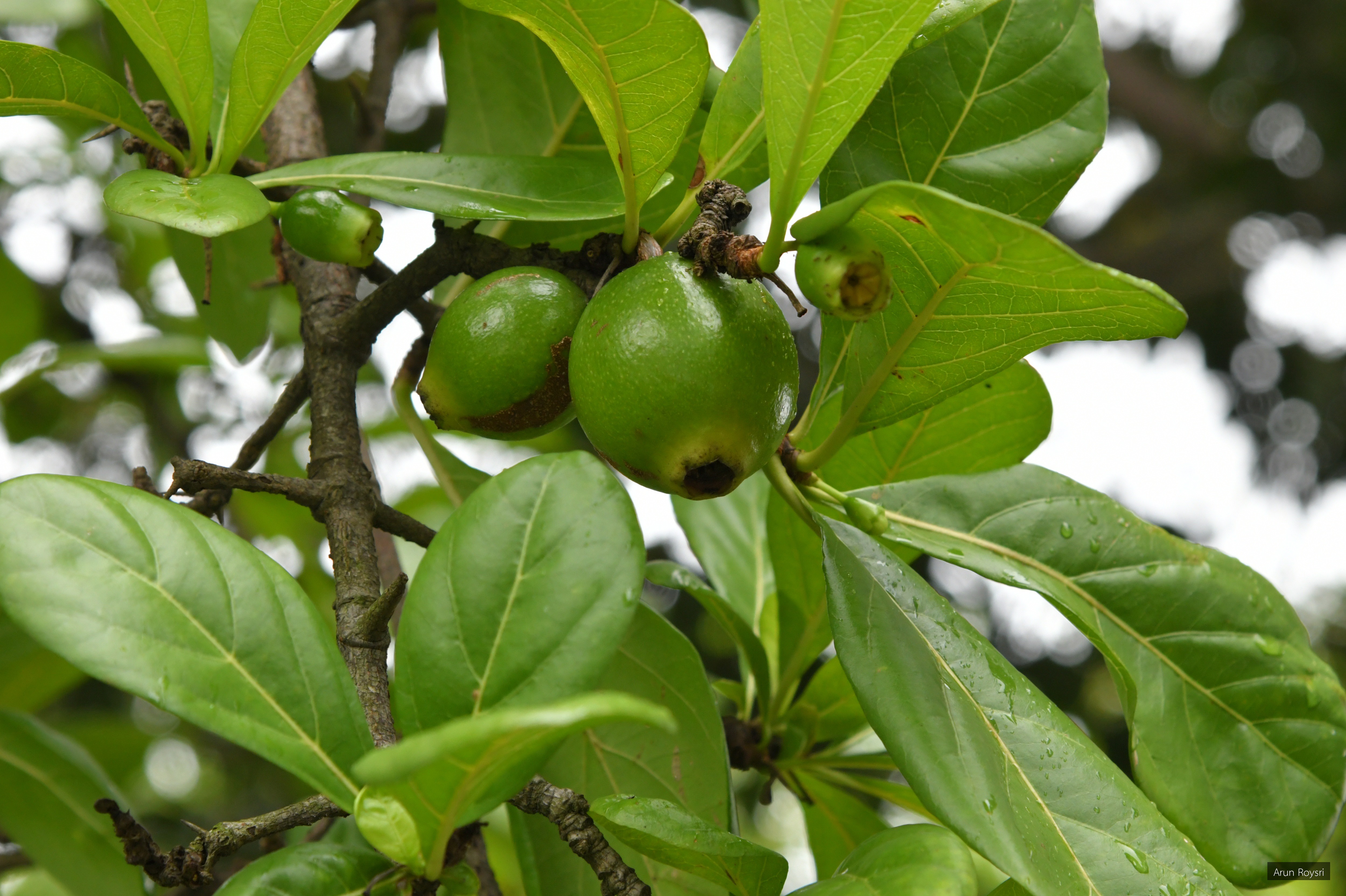 Tamilnadia uliginosa