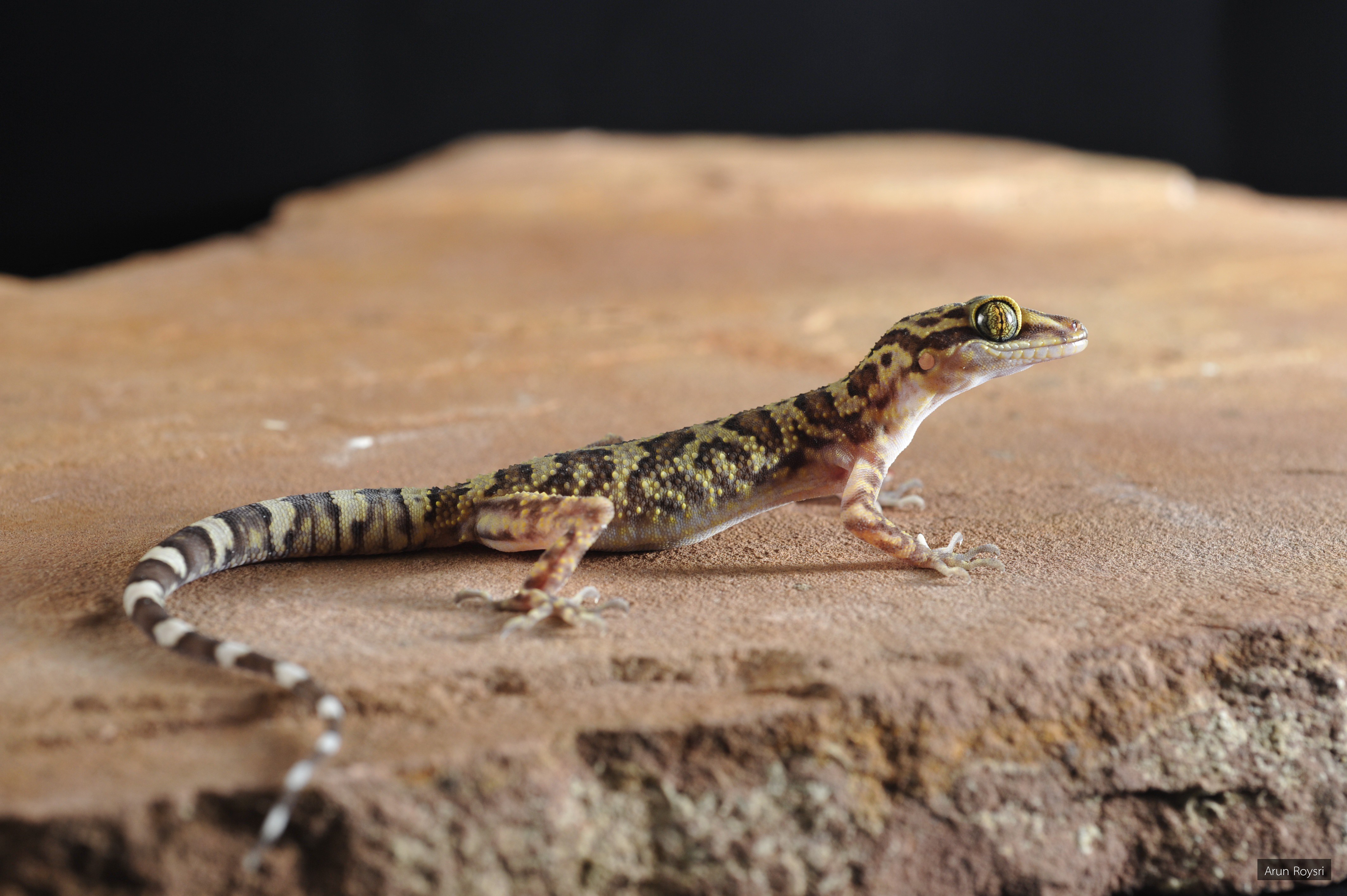 Cyrtodactylus dumnuii
