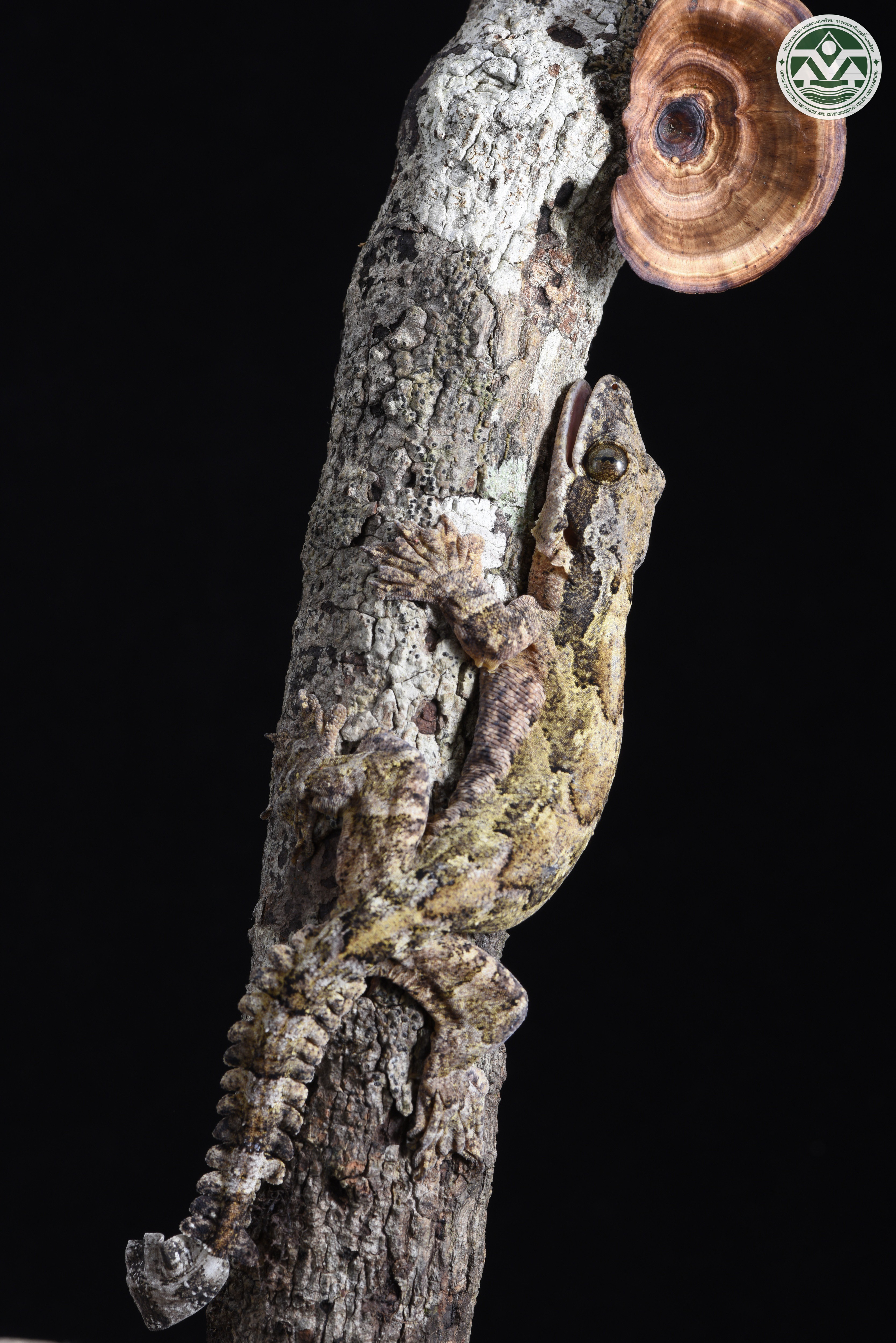 Gekko horsfieldii