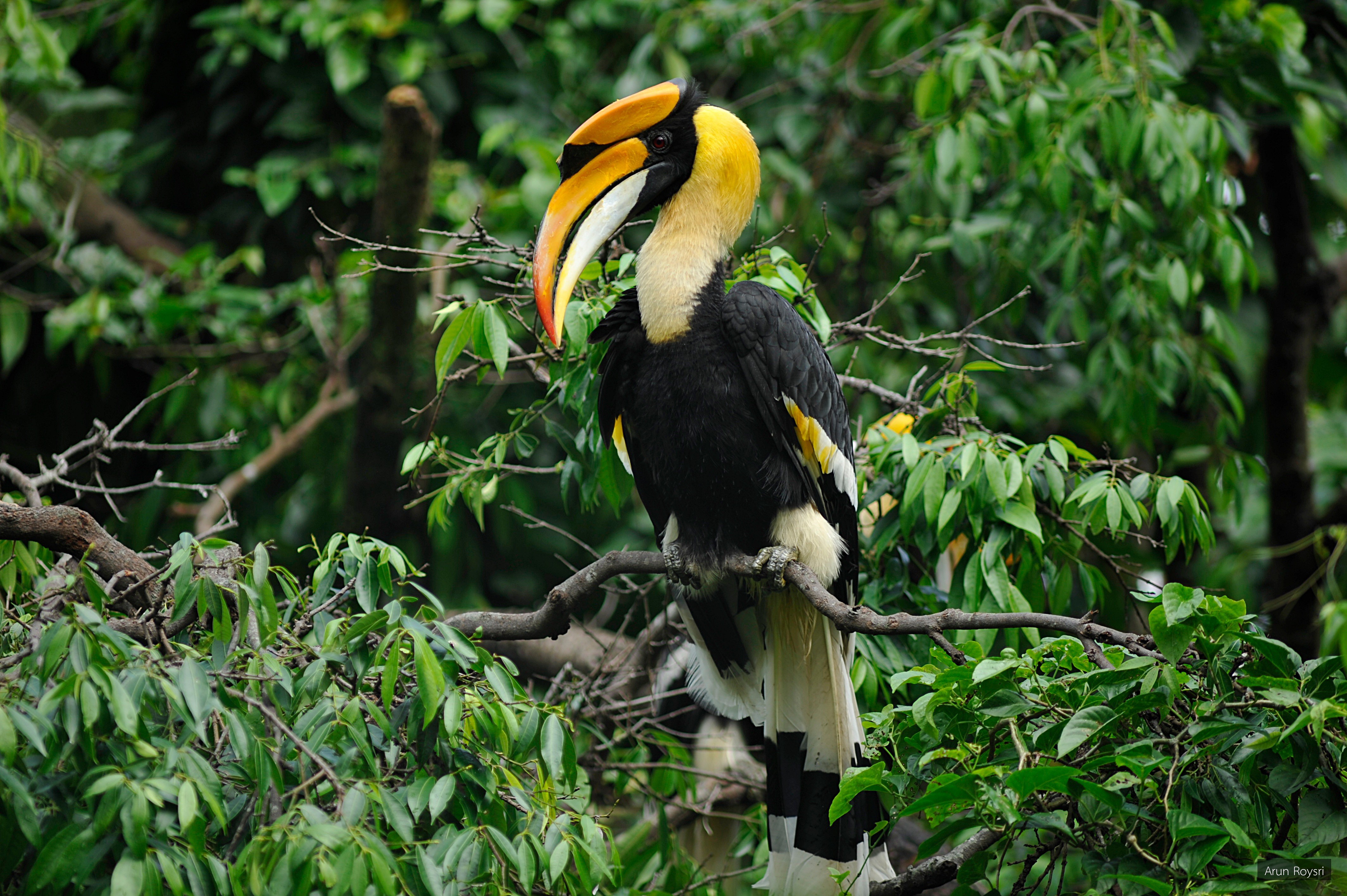 Buceros bicornis