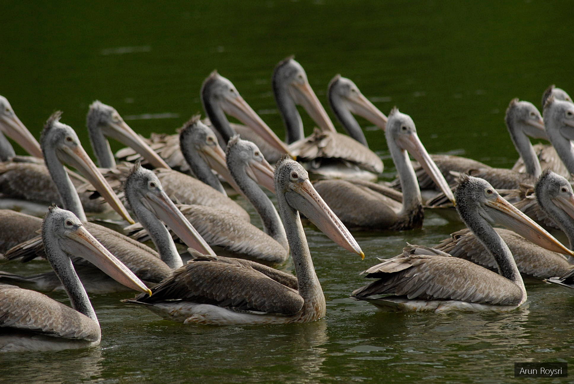 Pelecanus philippensis