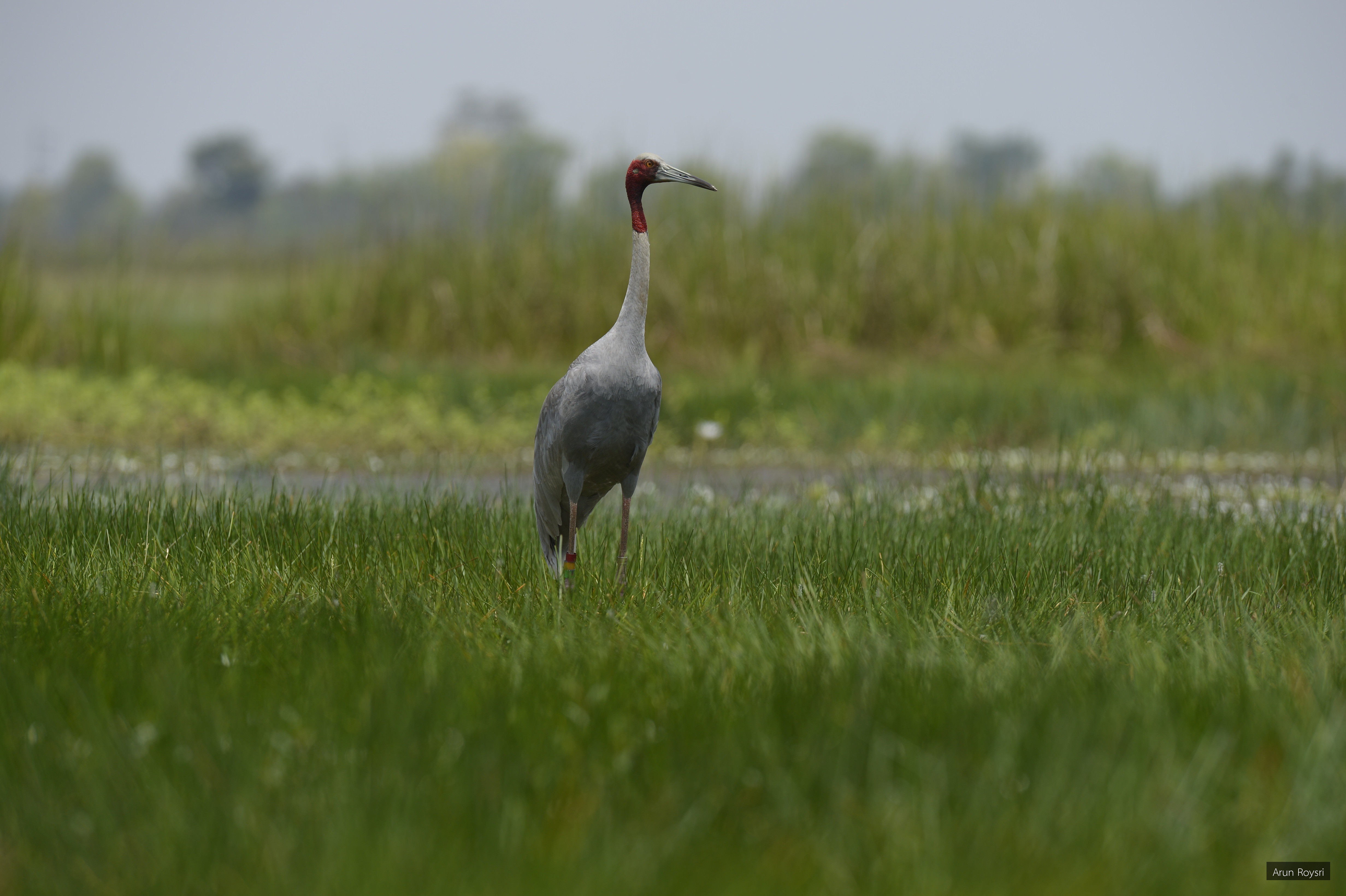 Grus antigone