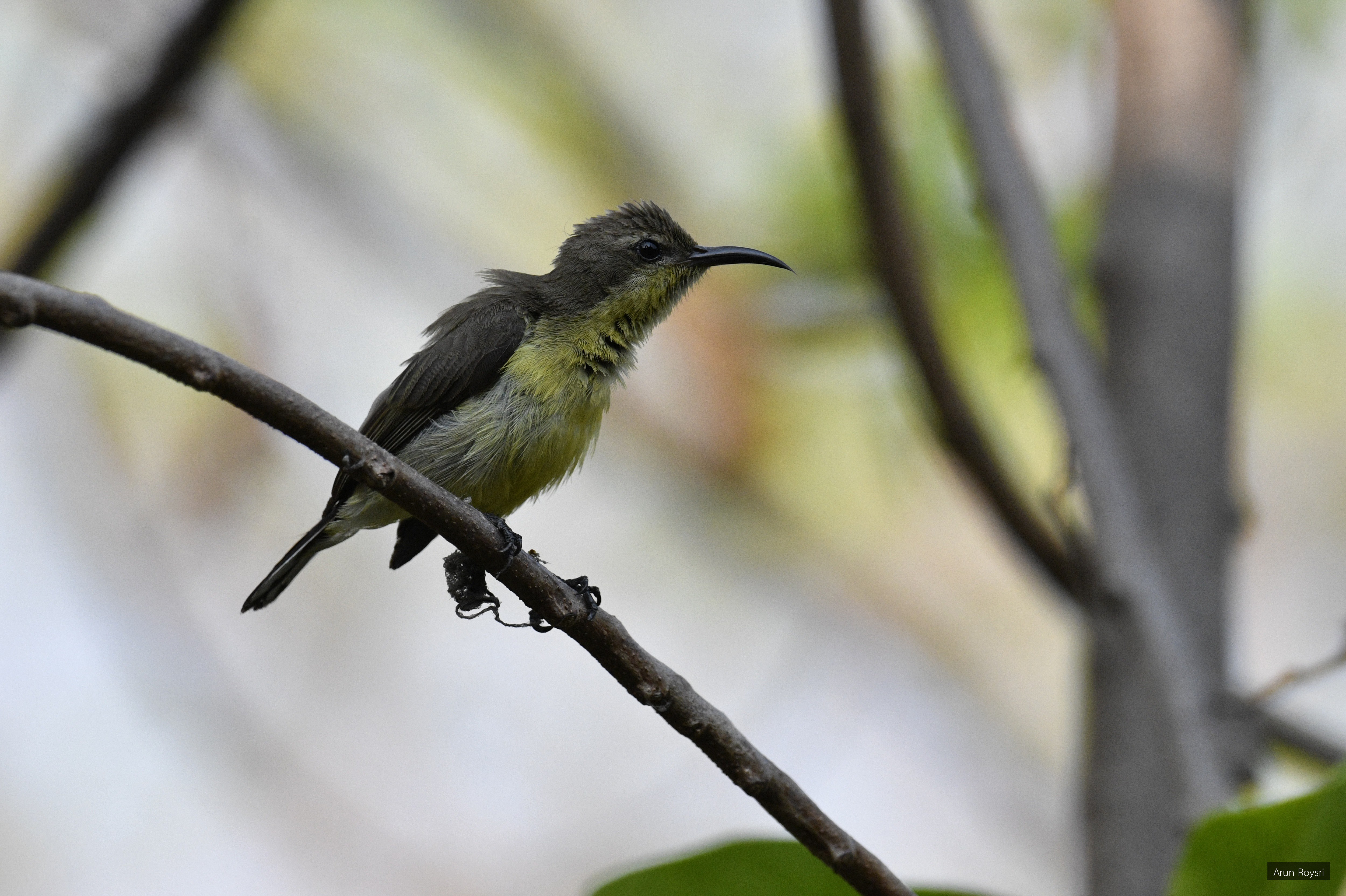 Cinnyris asiaticus