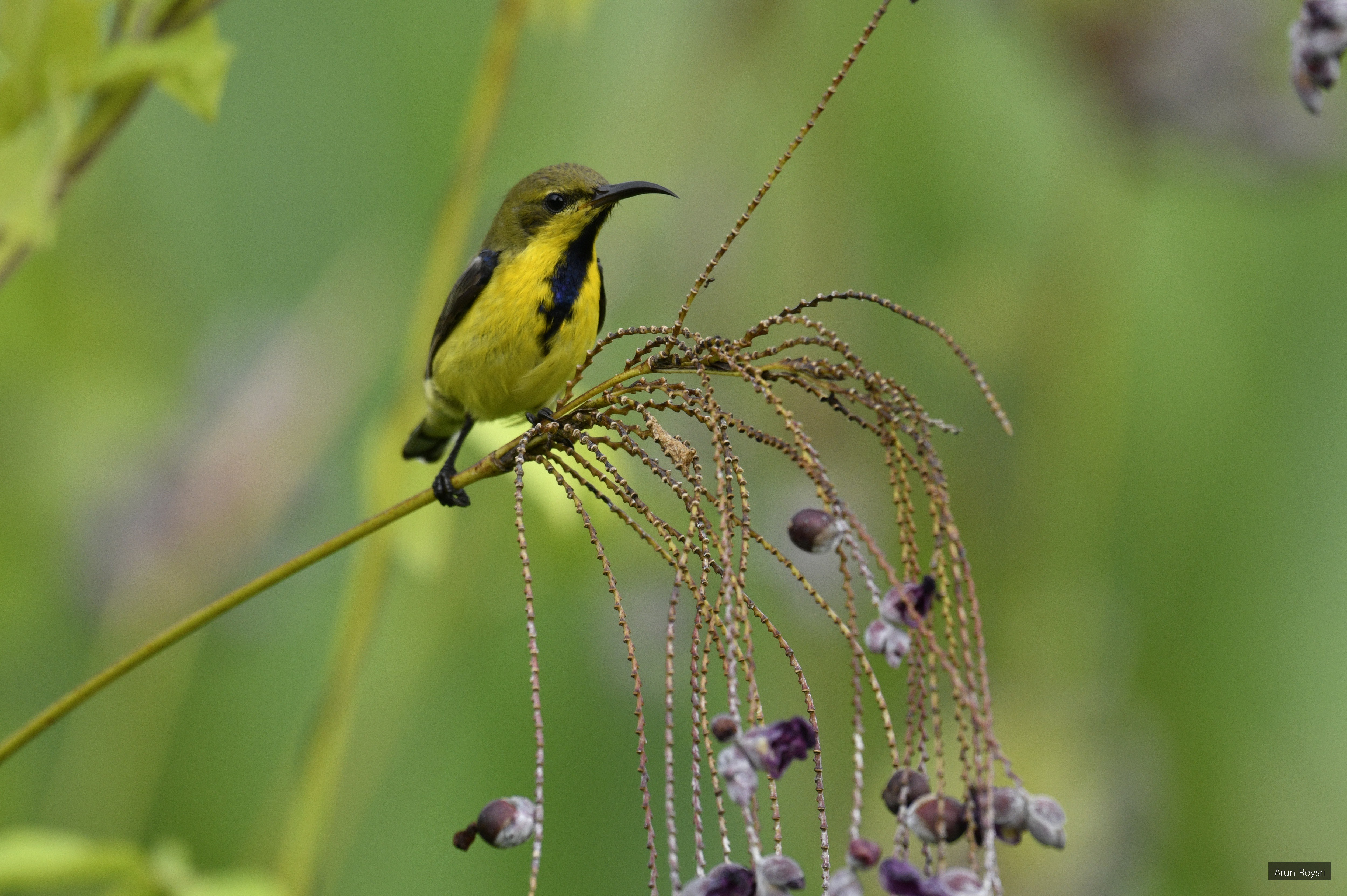 Cinnyris jugularis