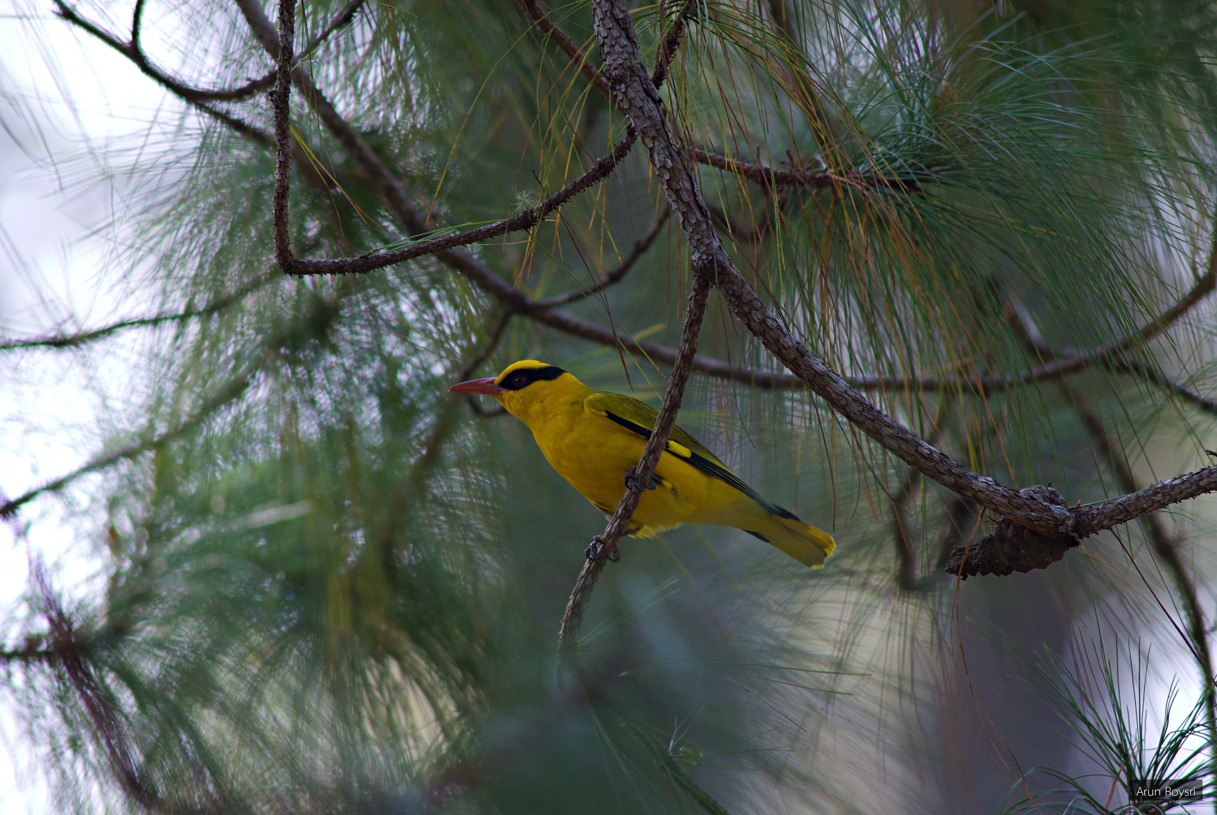 Oriolus chinensis