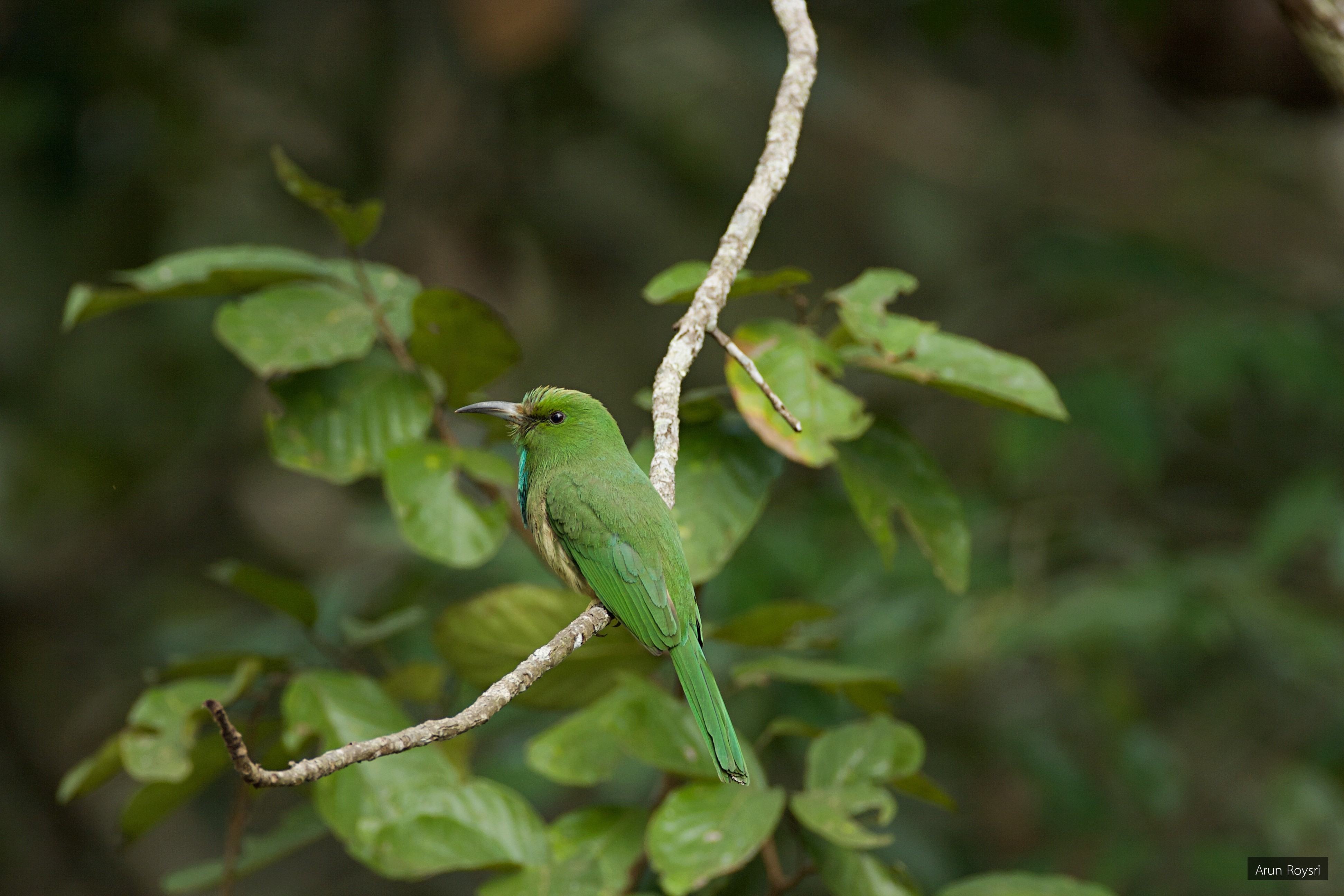 Nyctyornis athertoni