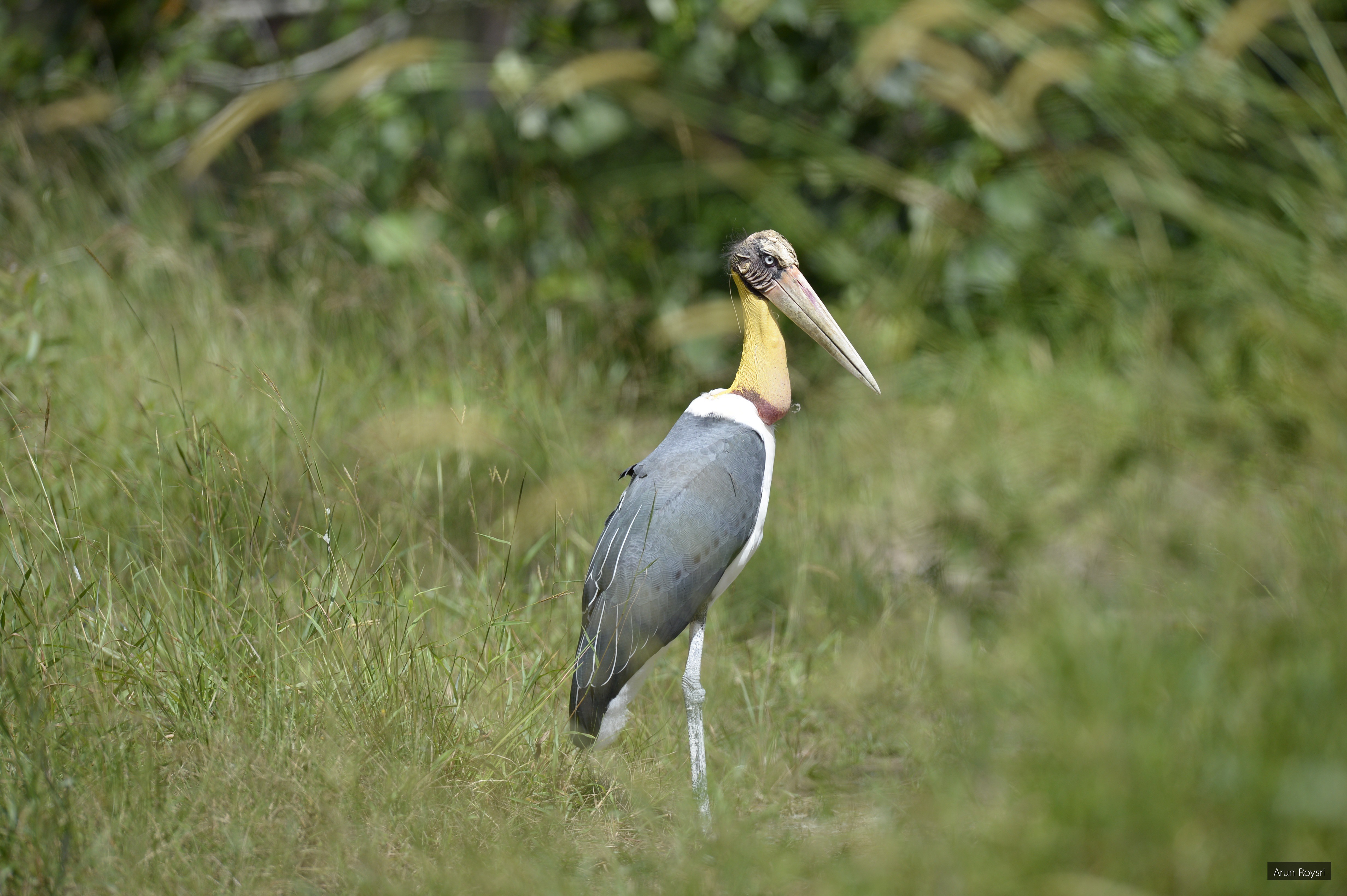 Leptoptilos javanicus
