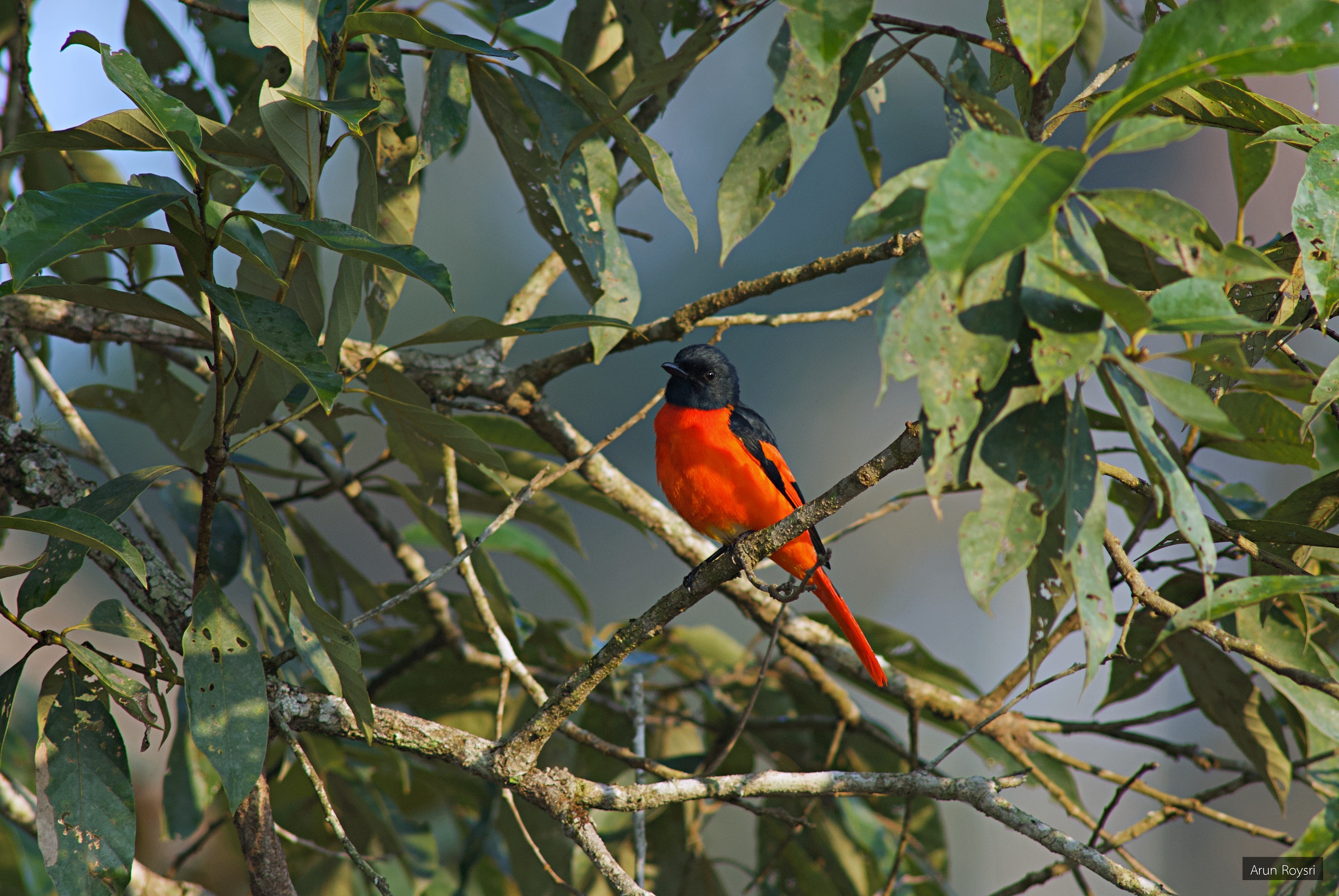 Pericrocotus speciosus