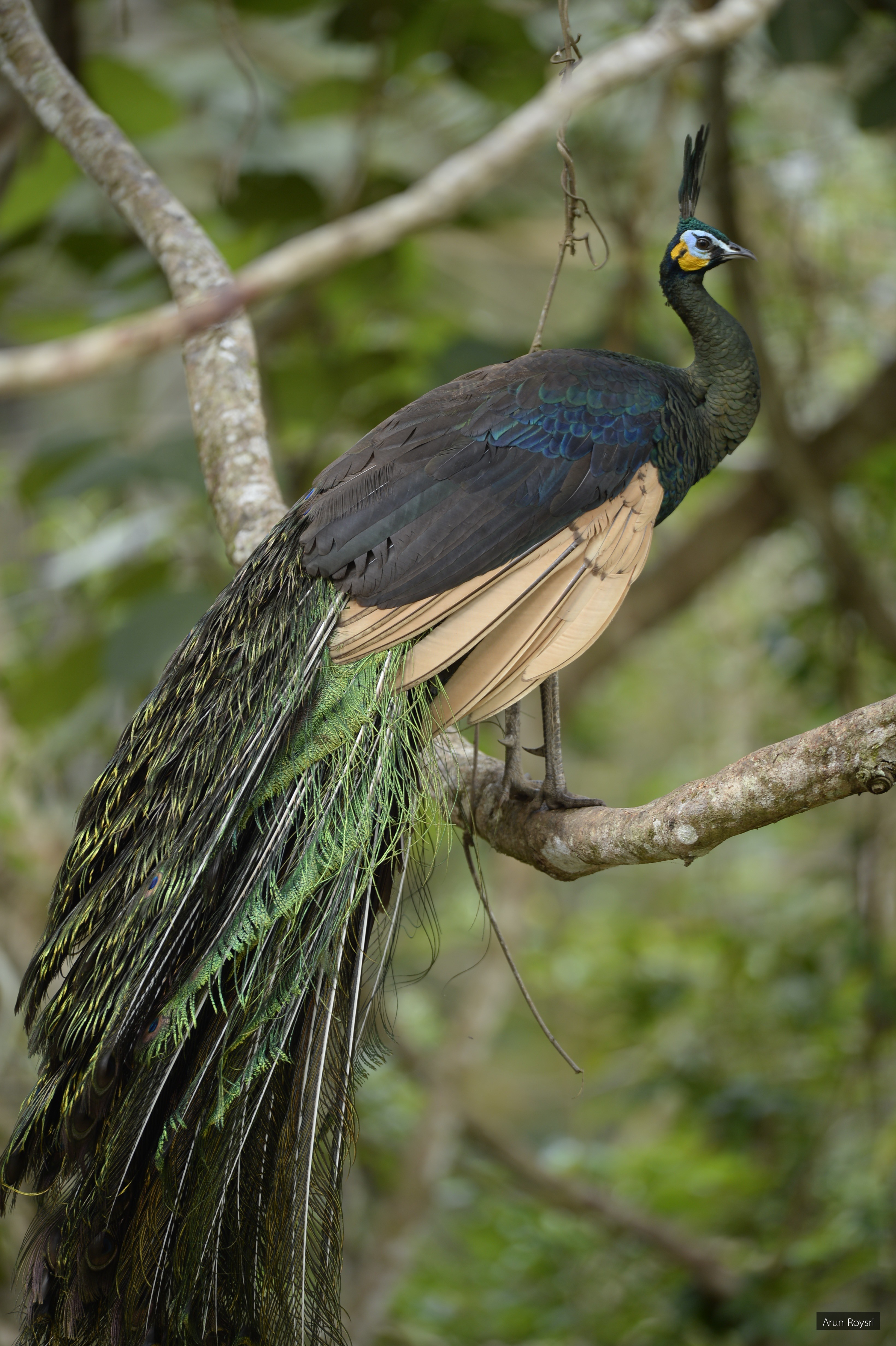 Pavo muticus