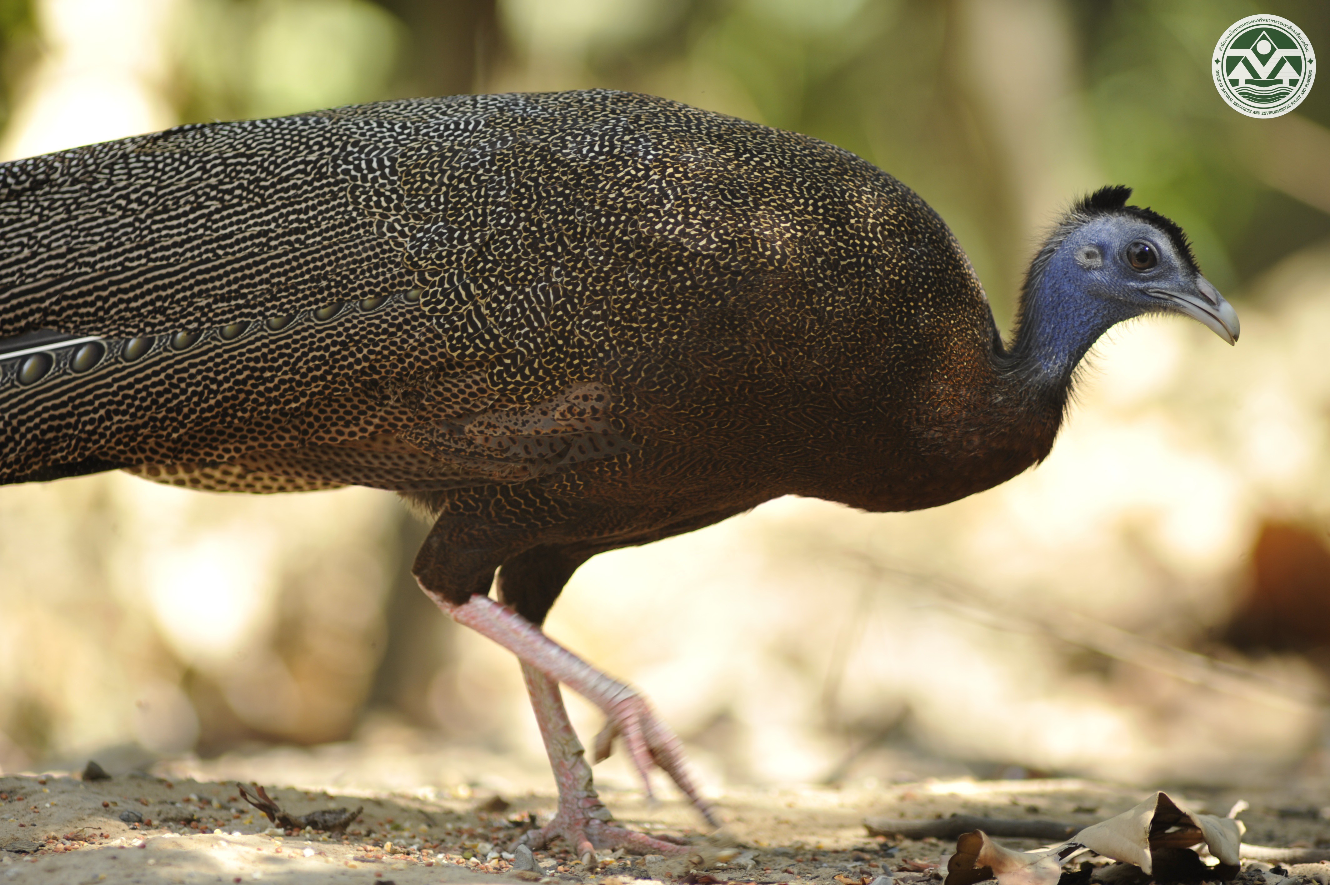 Argusianus argus