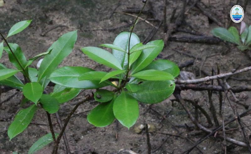 Finlaysonia obovata