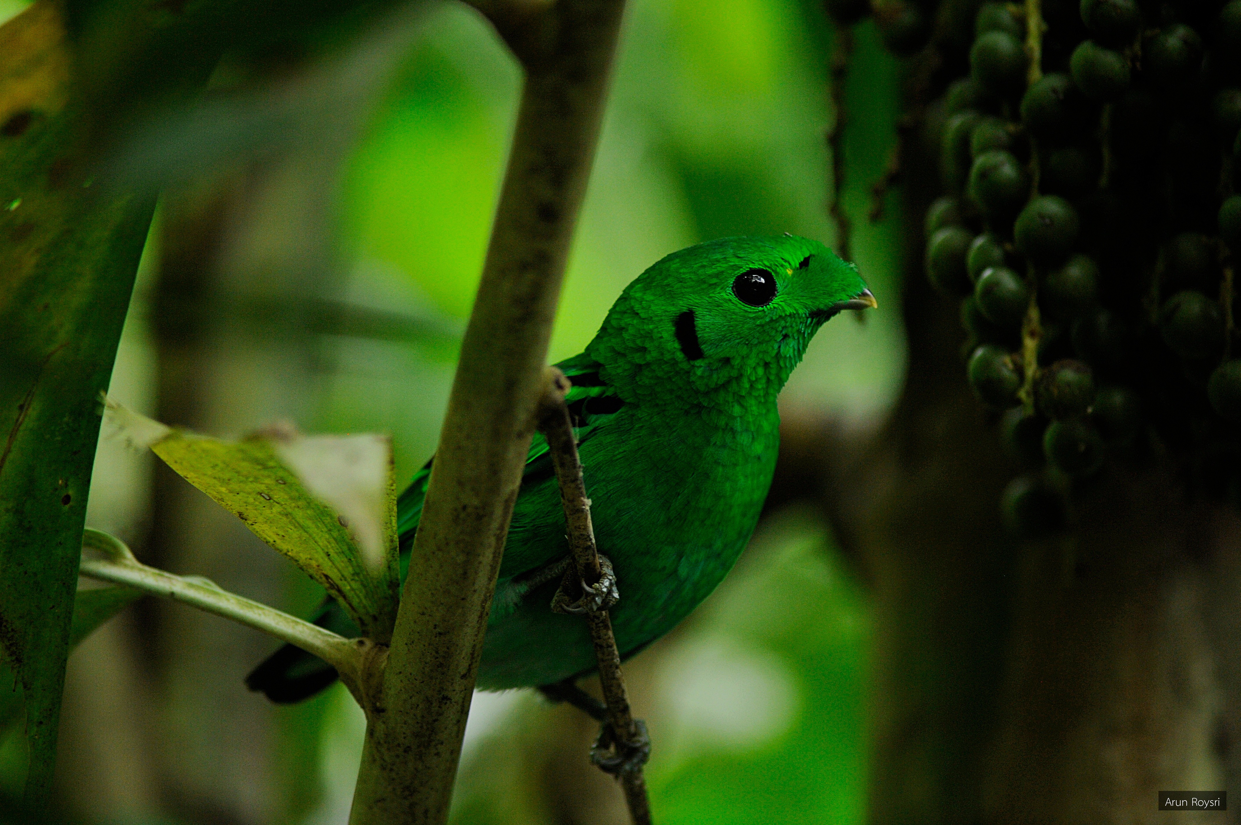Calyptomena viridis