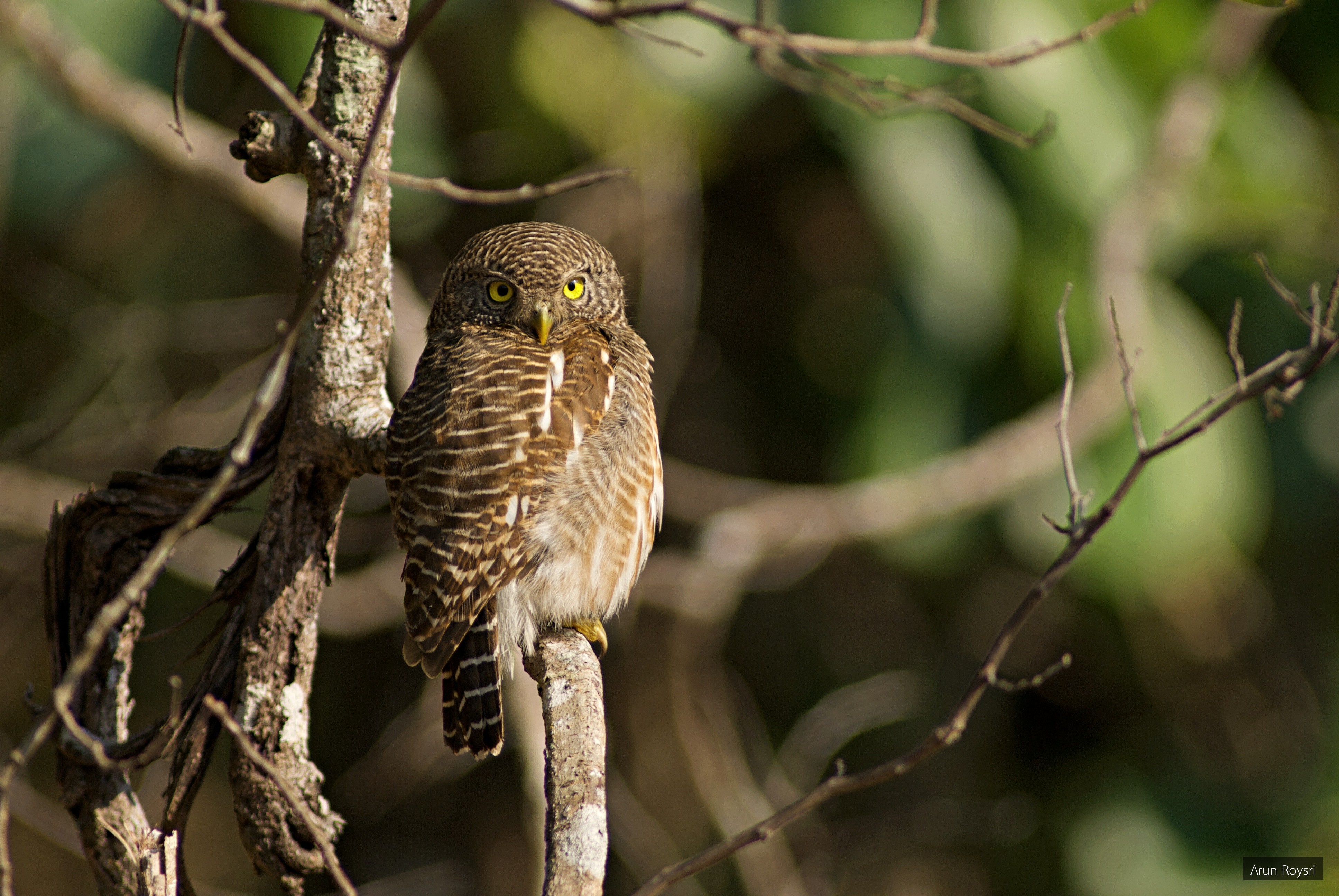 Glaucidium cuculoides