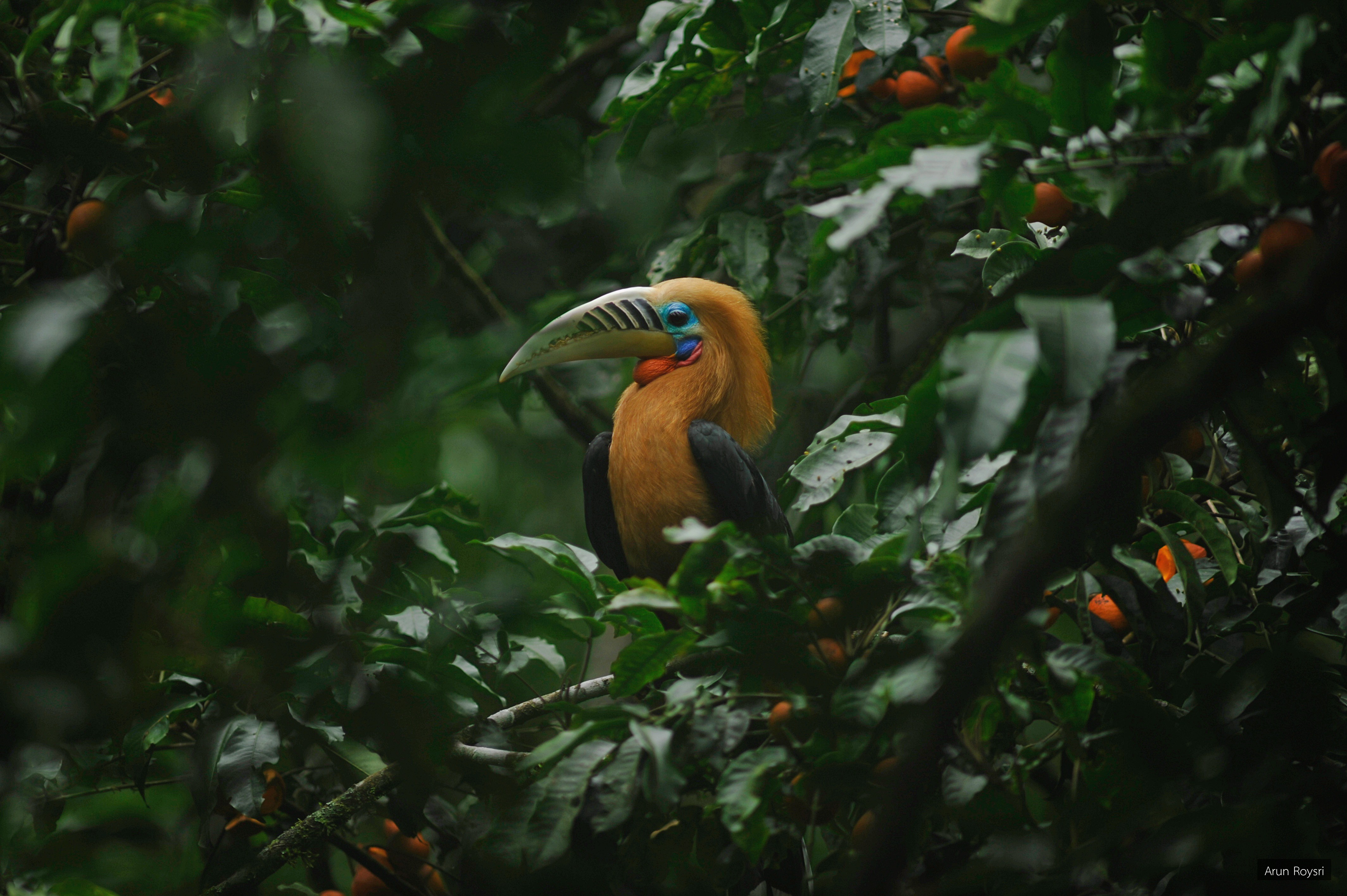 Aceros nipalensis