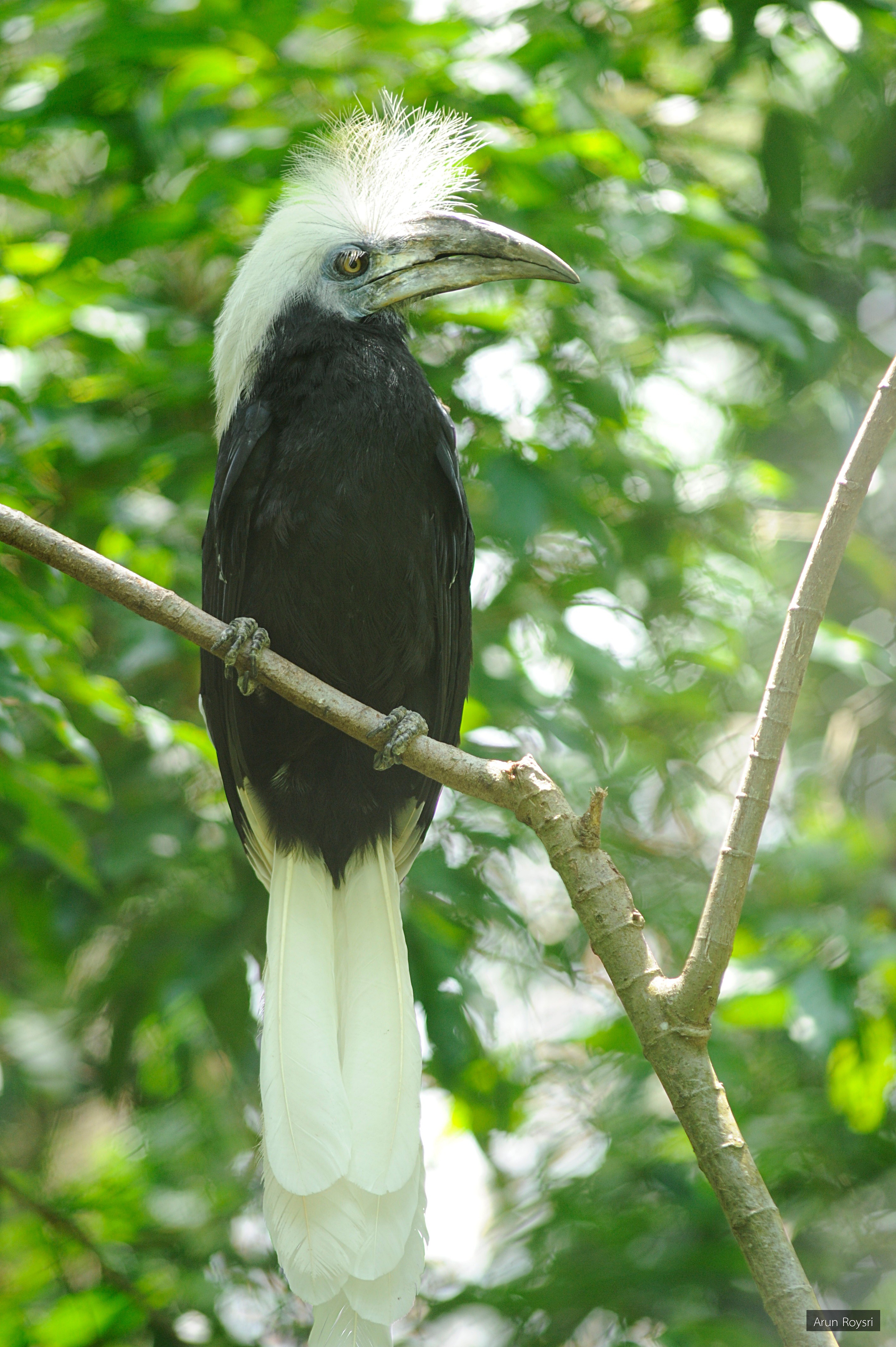 Berenicornis comatus