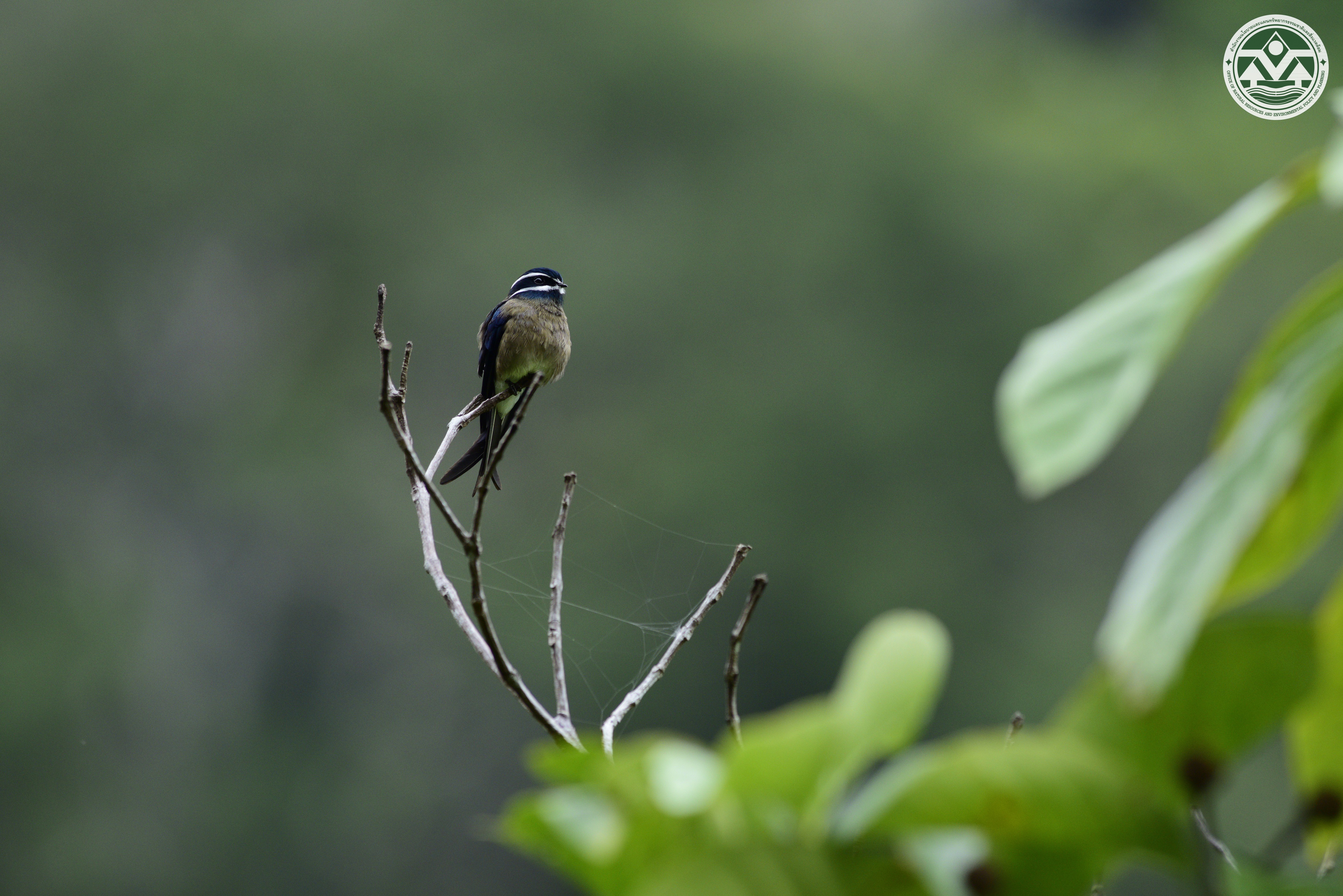 Hemiprocne comata