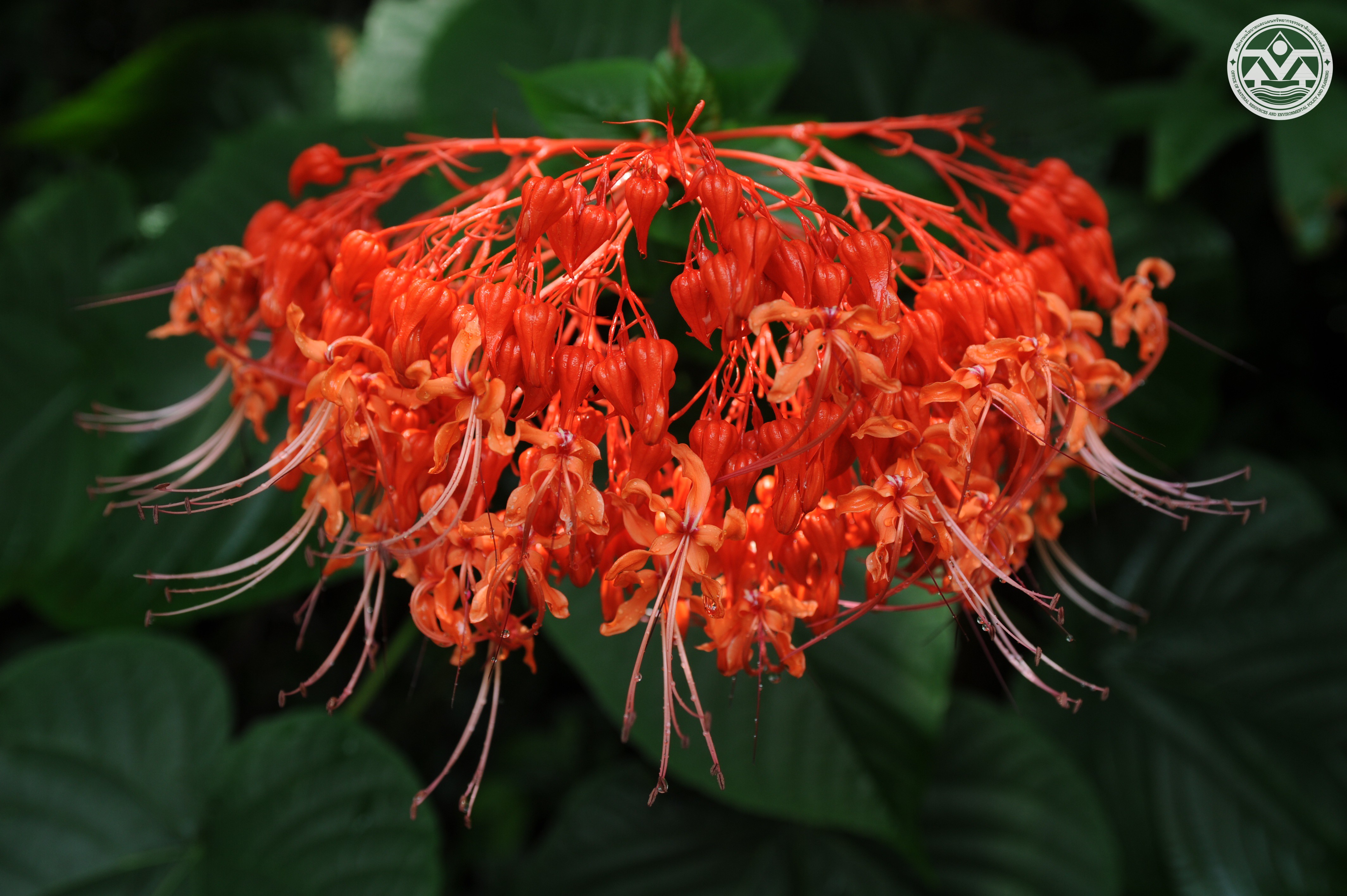 Clerodendrum paniculatum