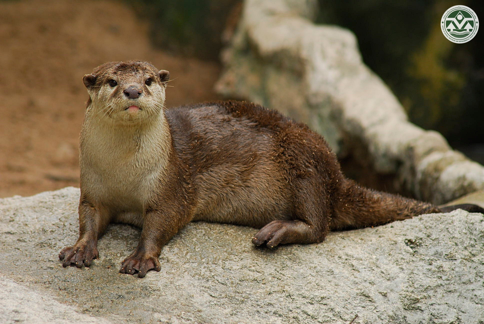 Aonyx cinereus