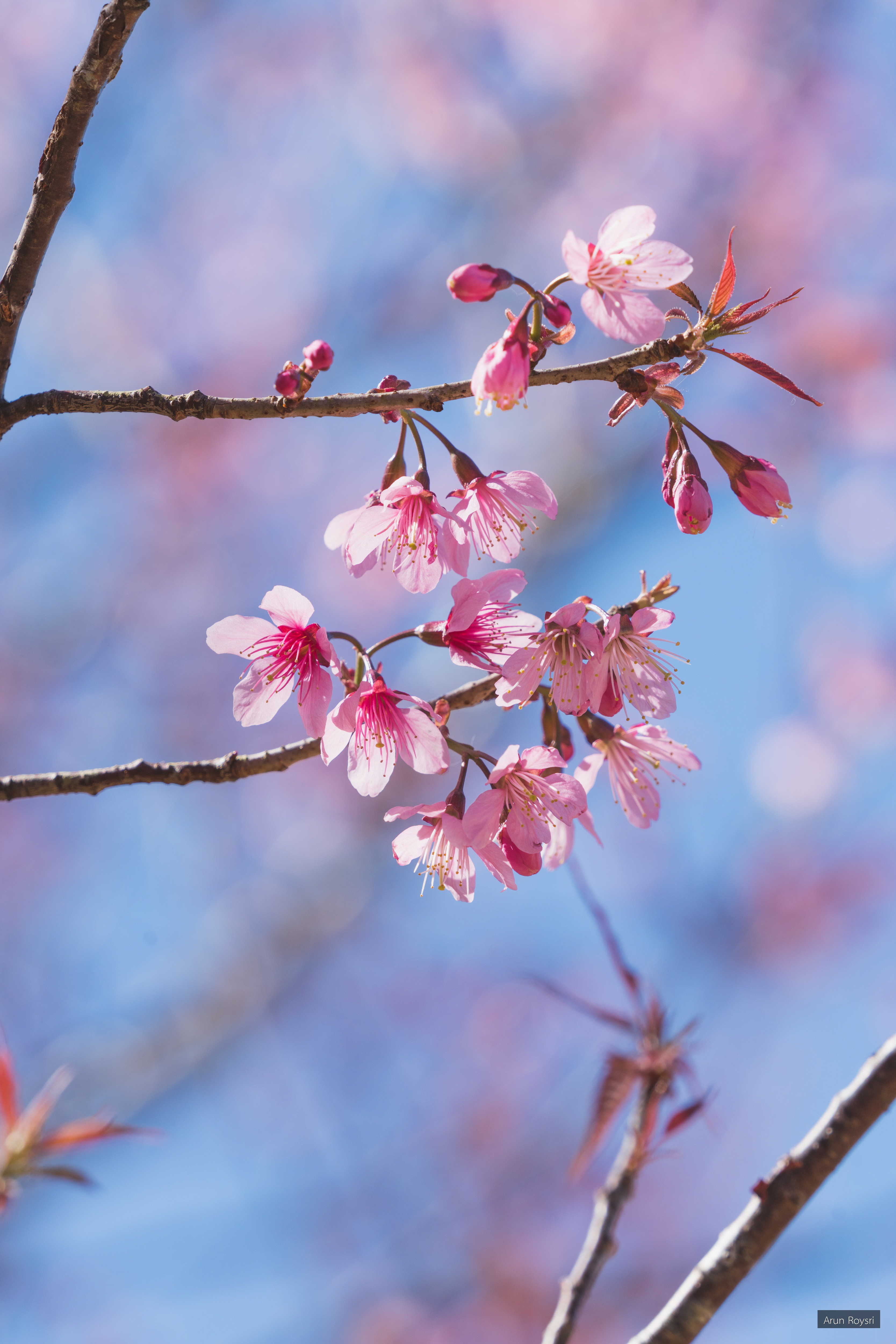 Prunus cerasoides