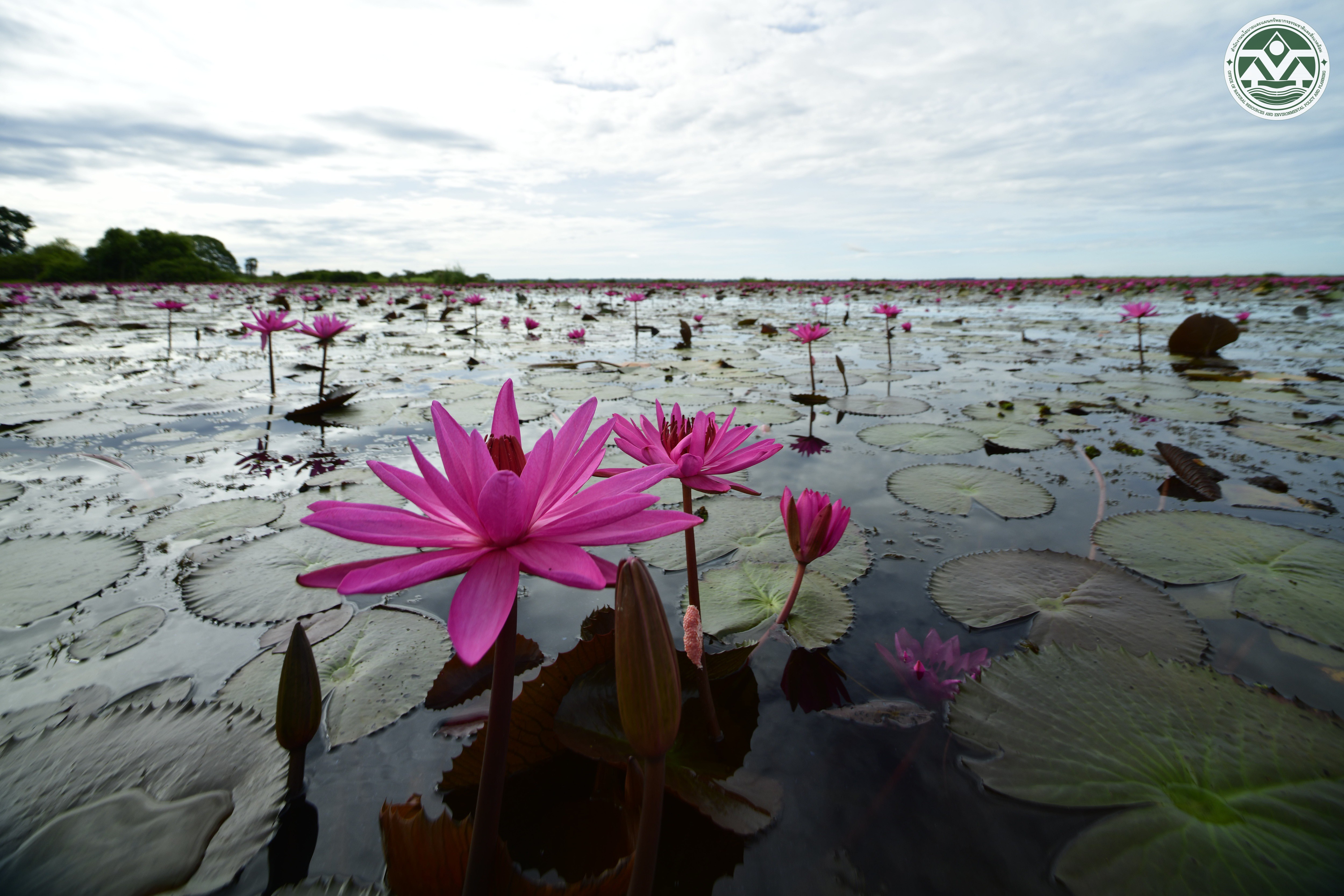 Nymphaea pubescens