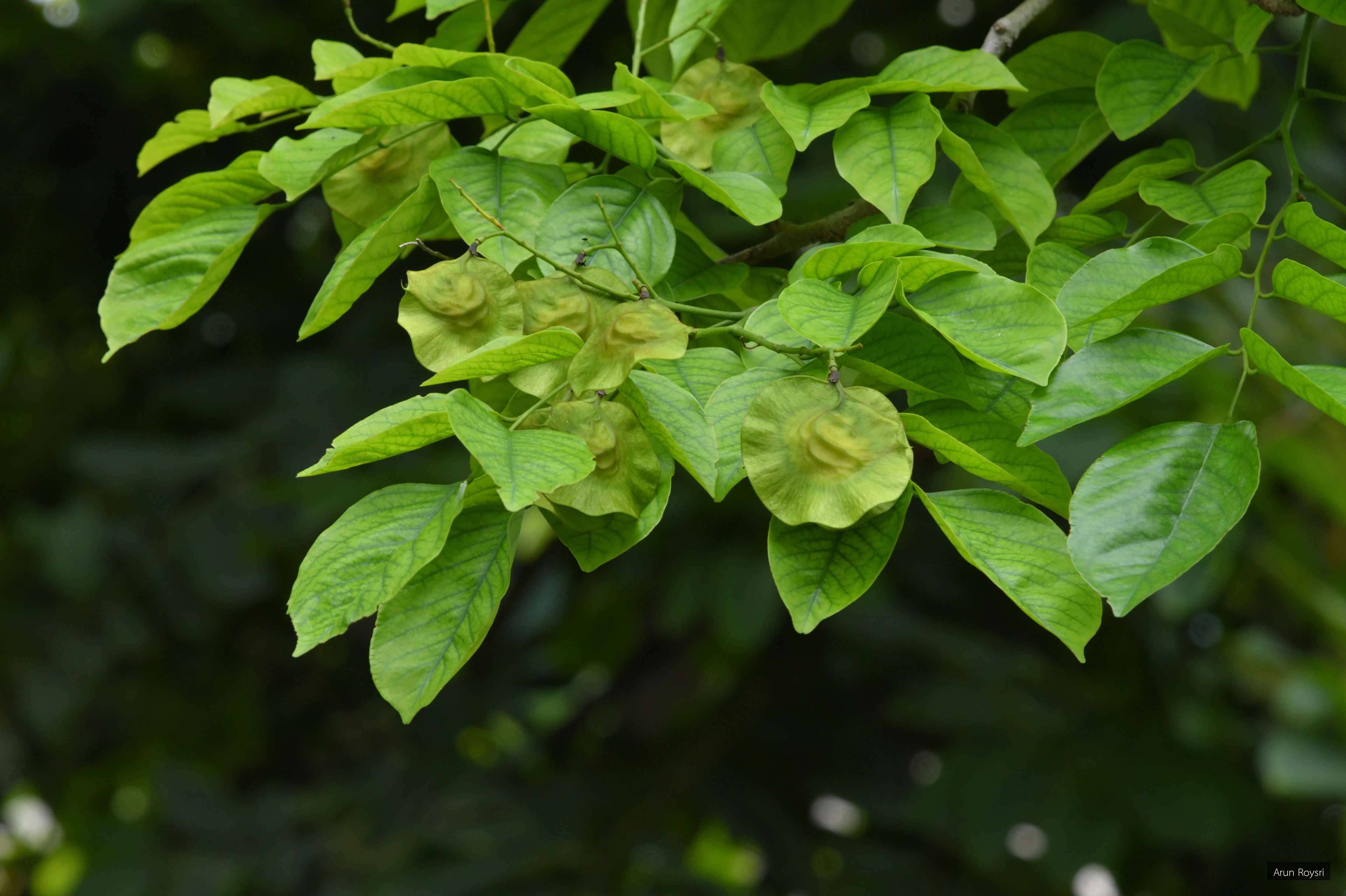 Pterocarpus indicus