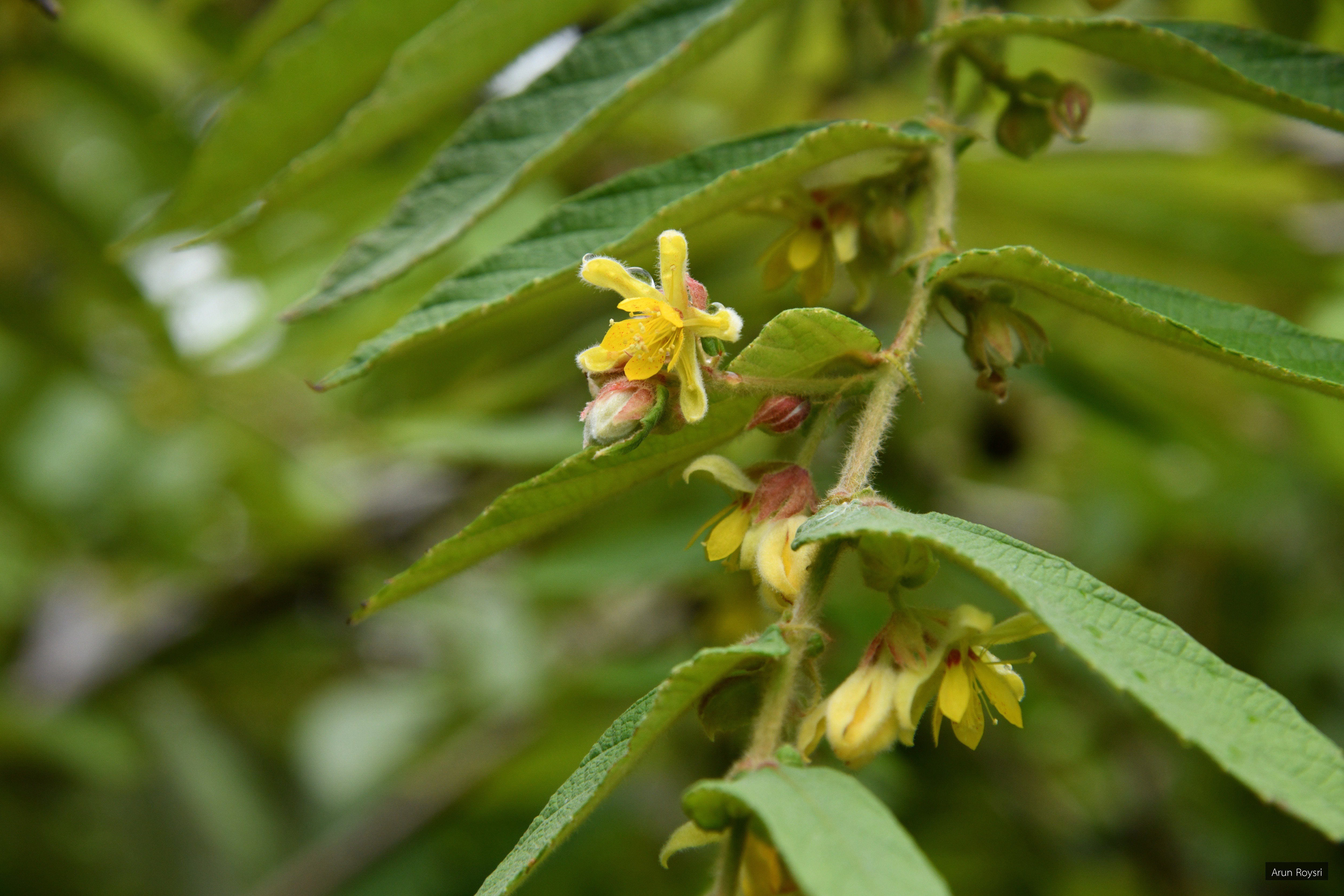 Colona auriculata