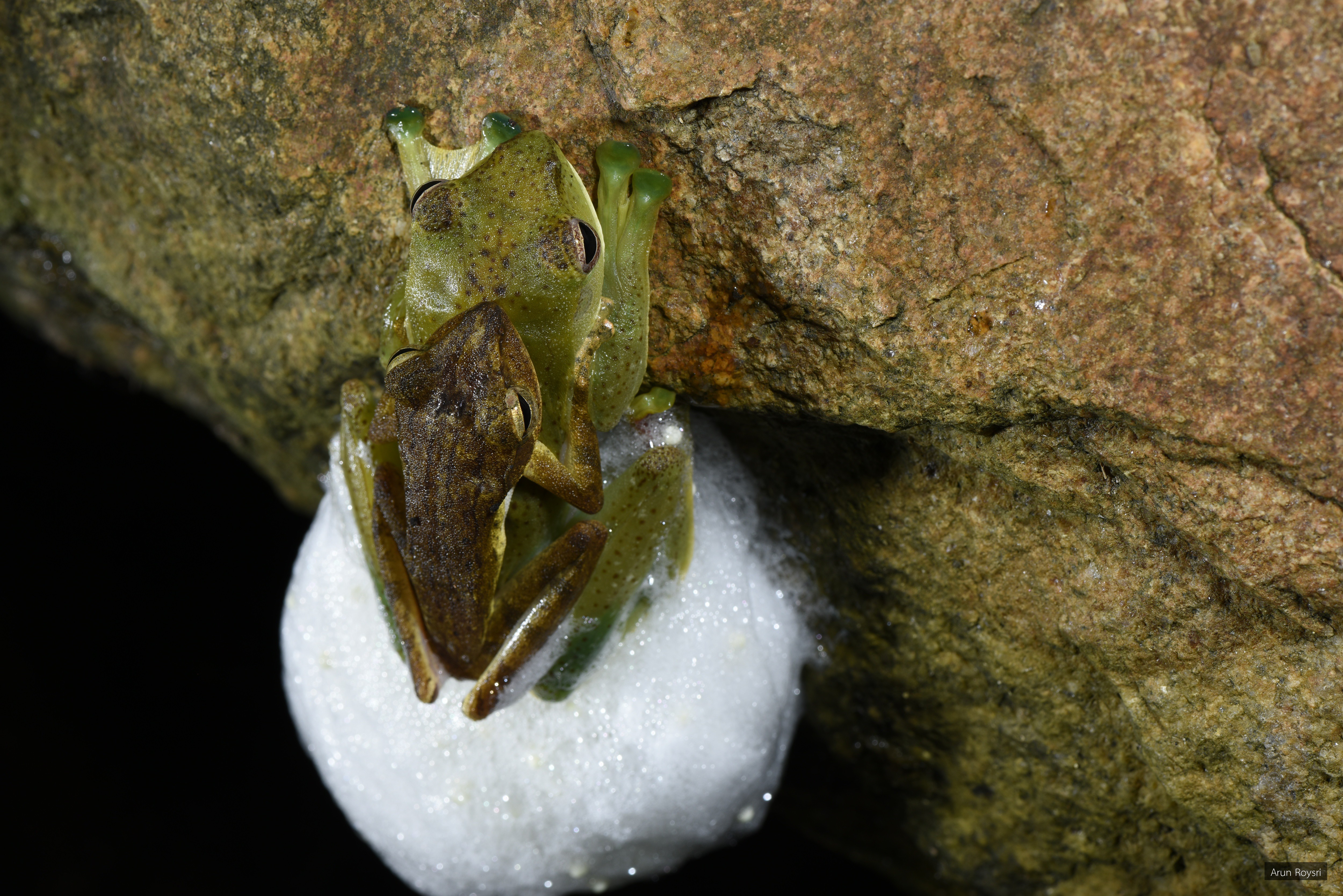 Zhangixalus prominanus