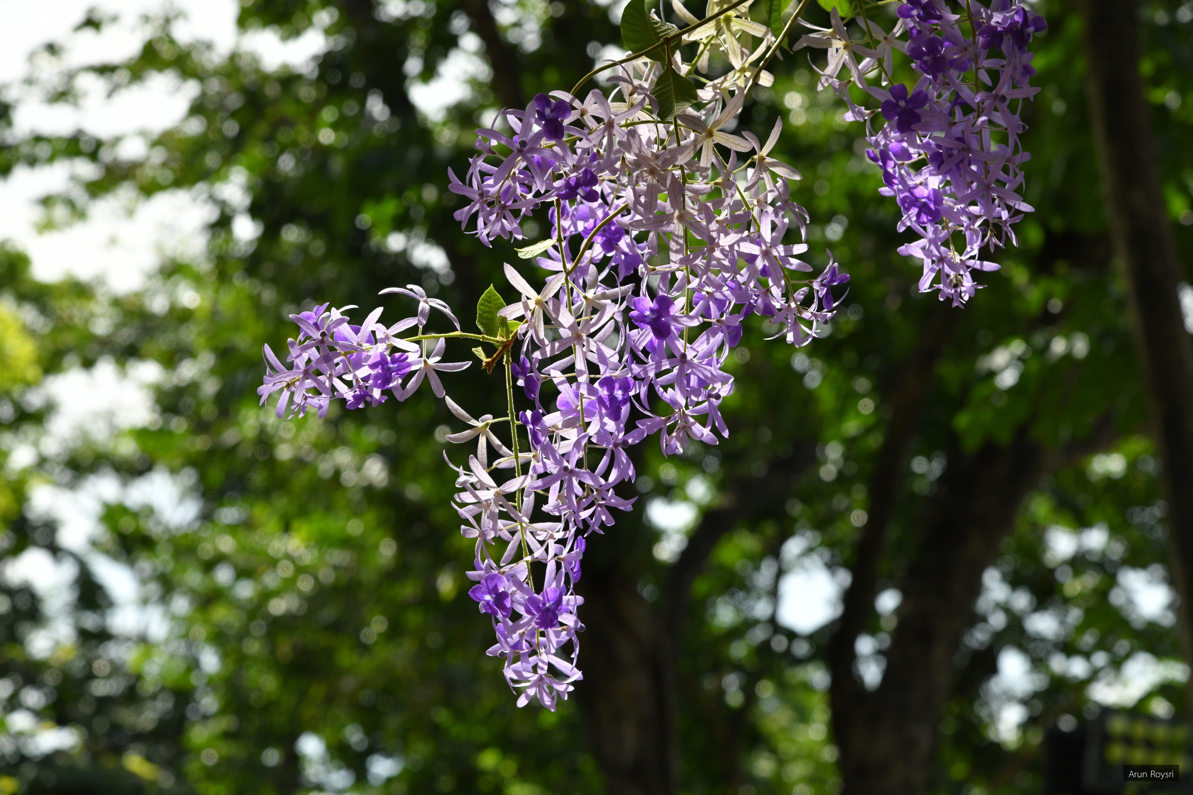 Petrea volubilis