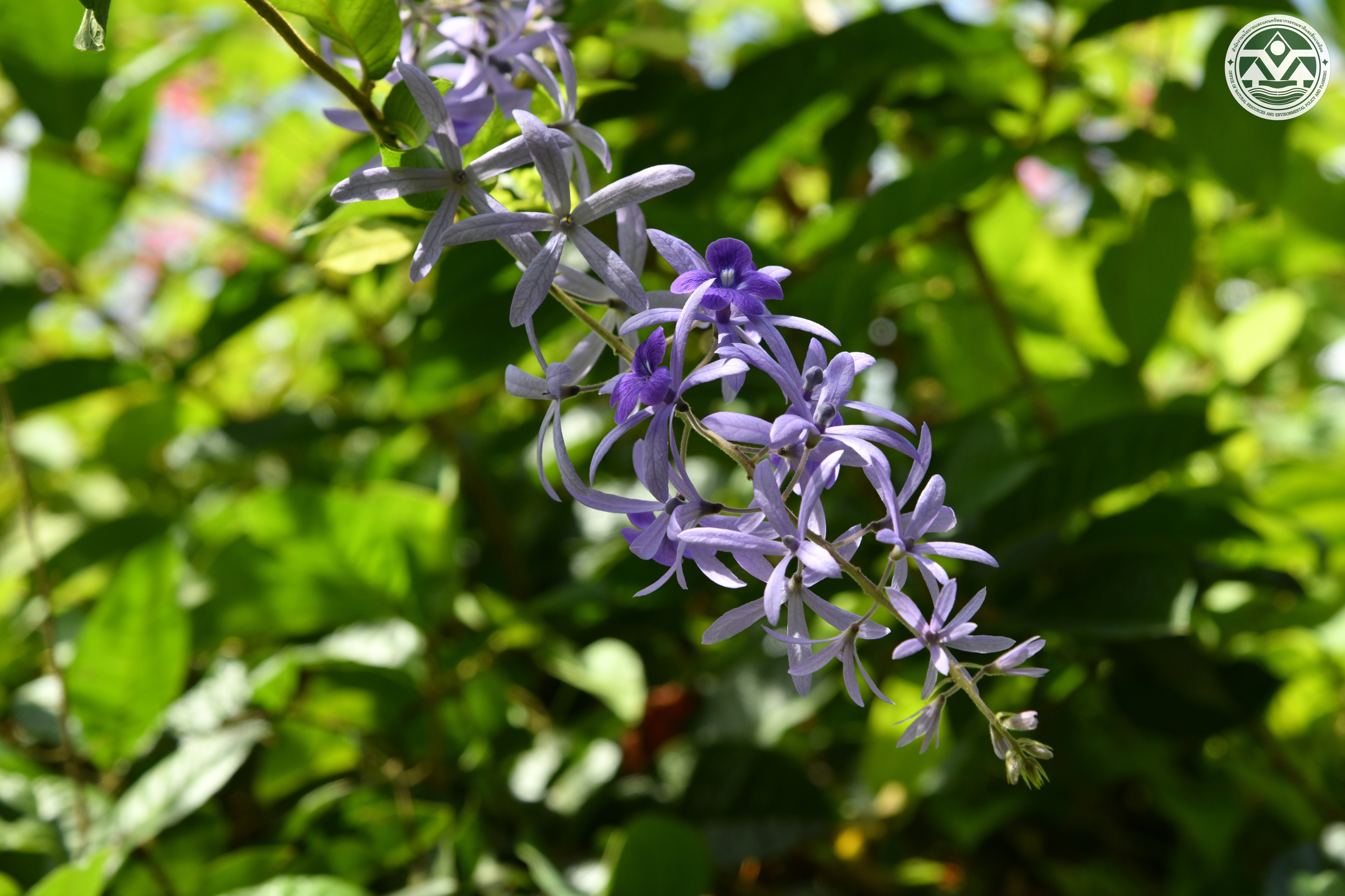 Petrea volubilis