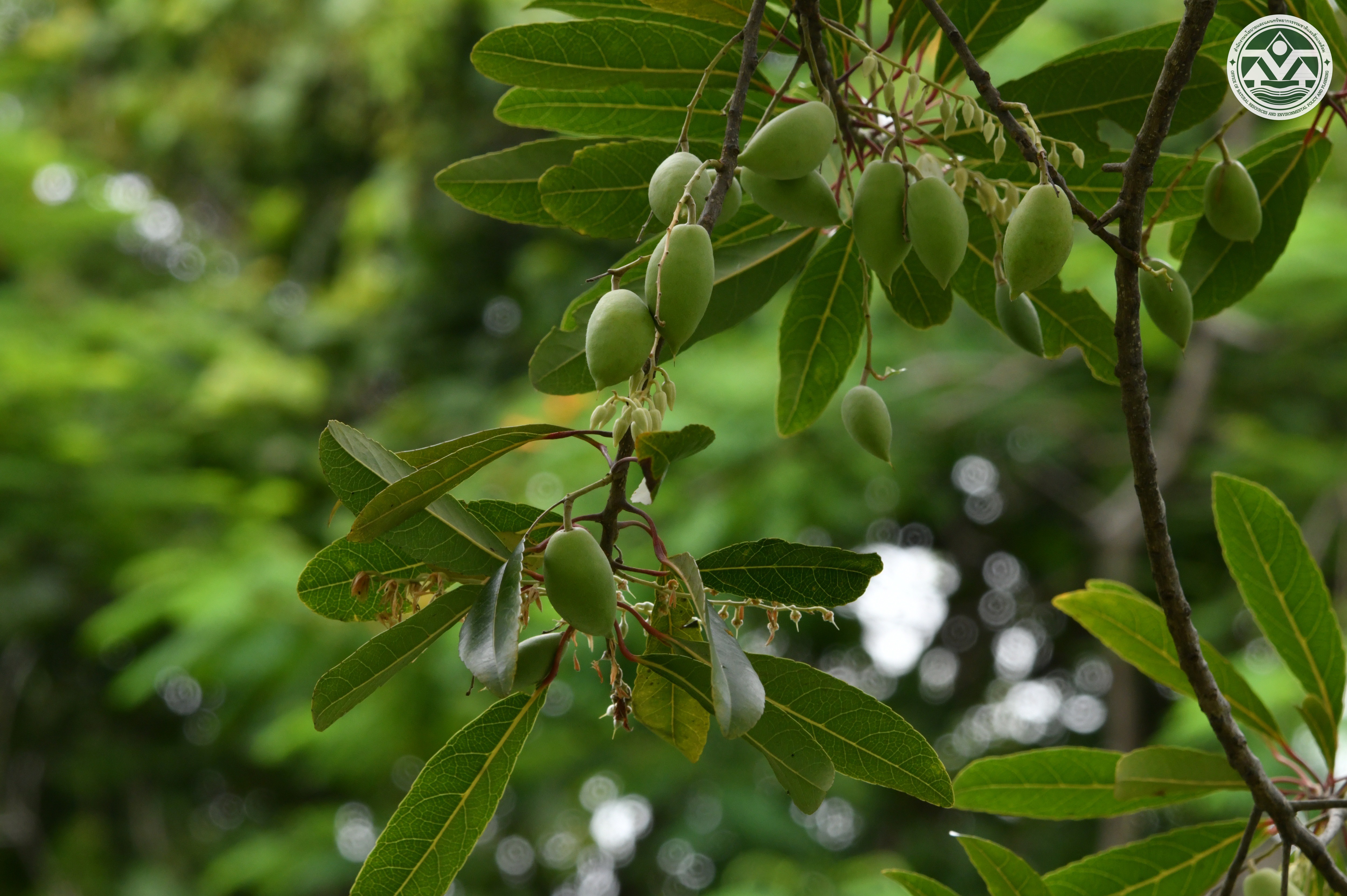 Elaeocarpus hygrophilus