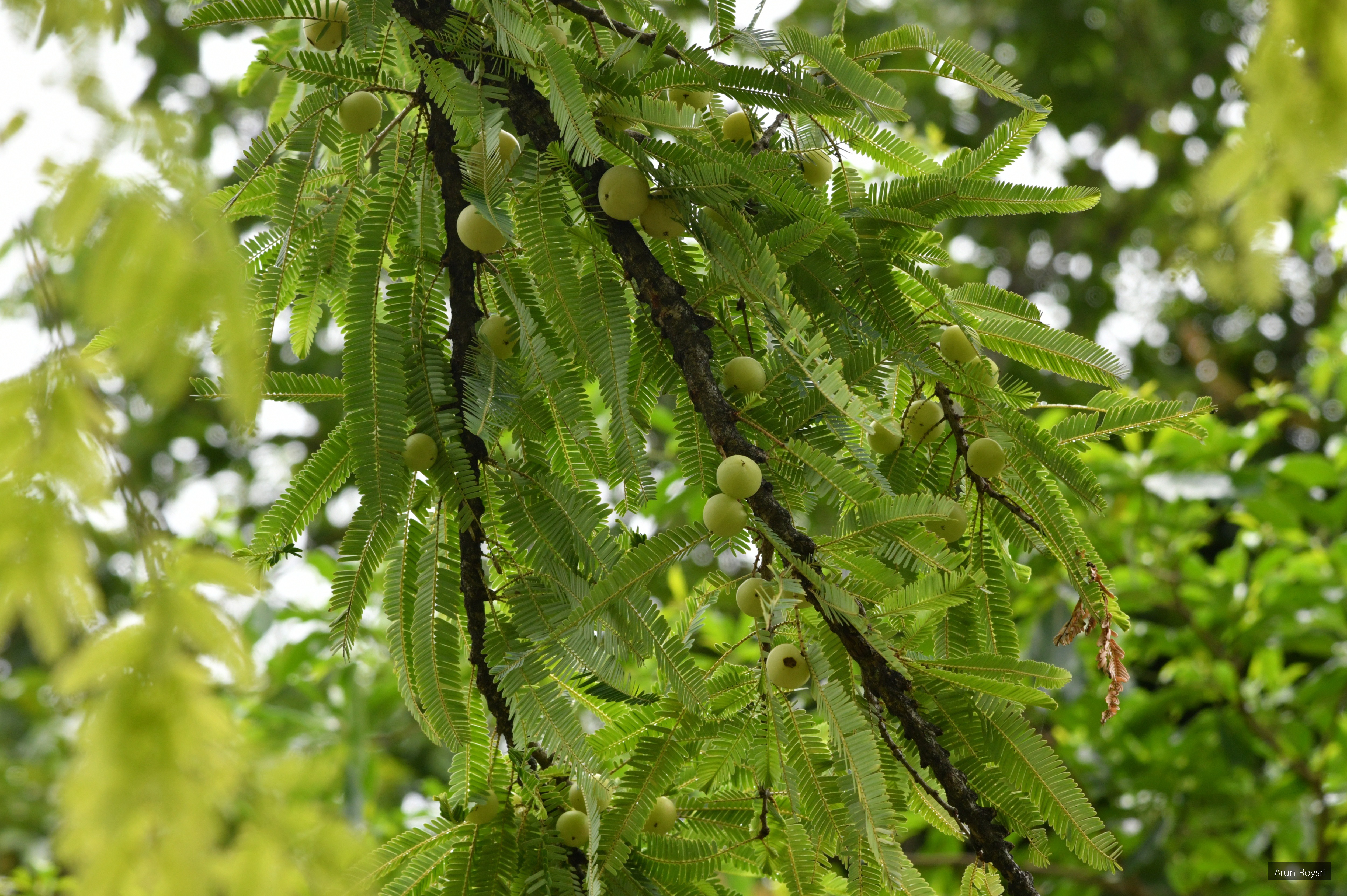Phyllanthus emblica