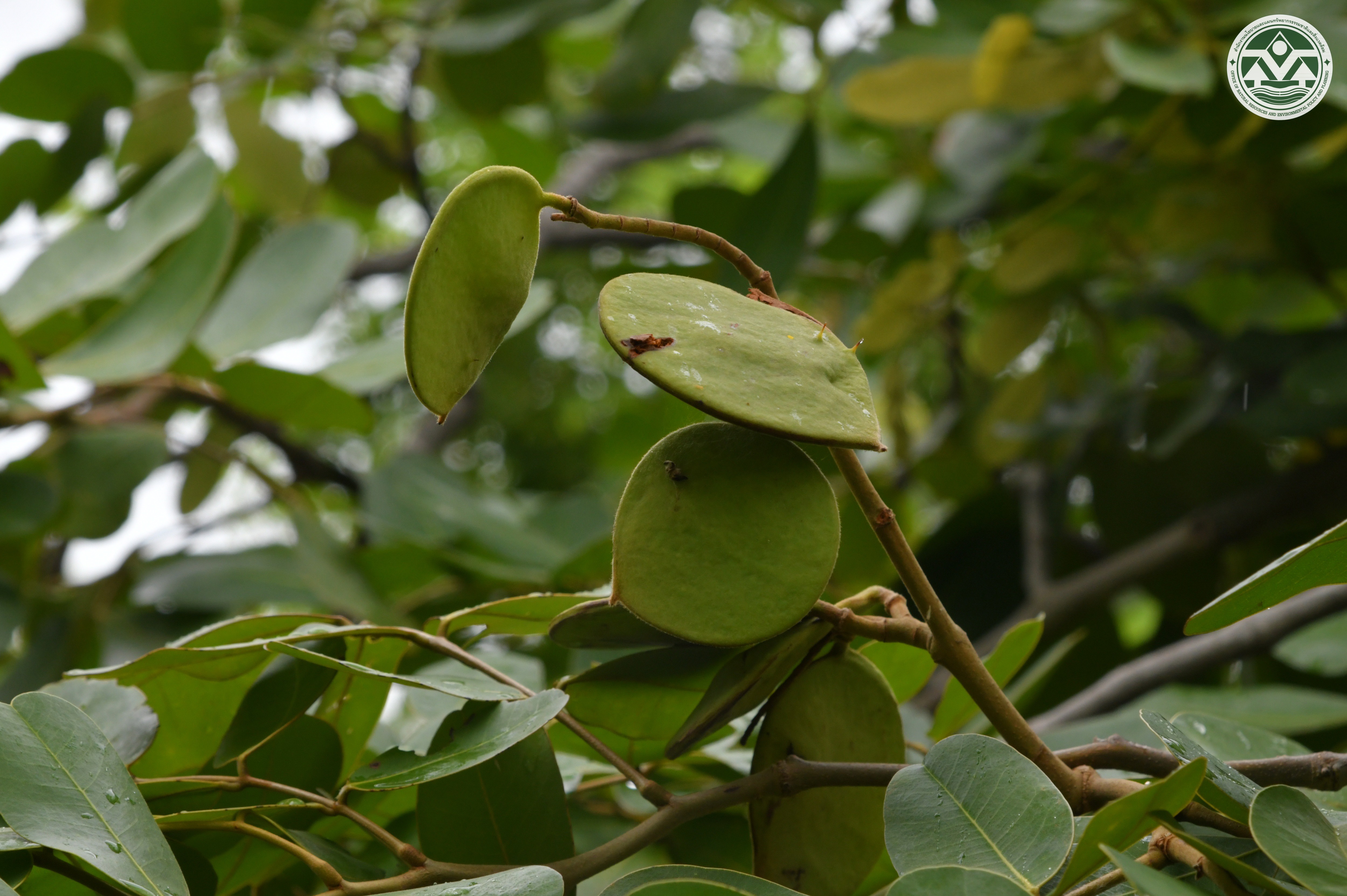Sindora siamensis