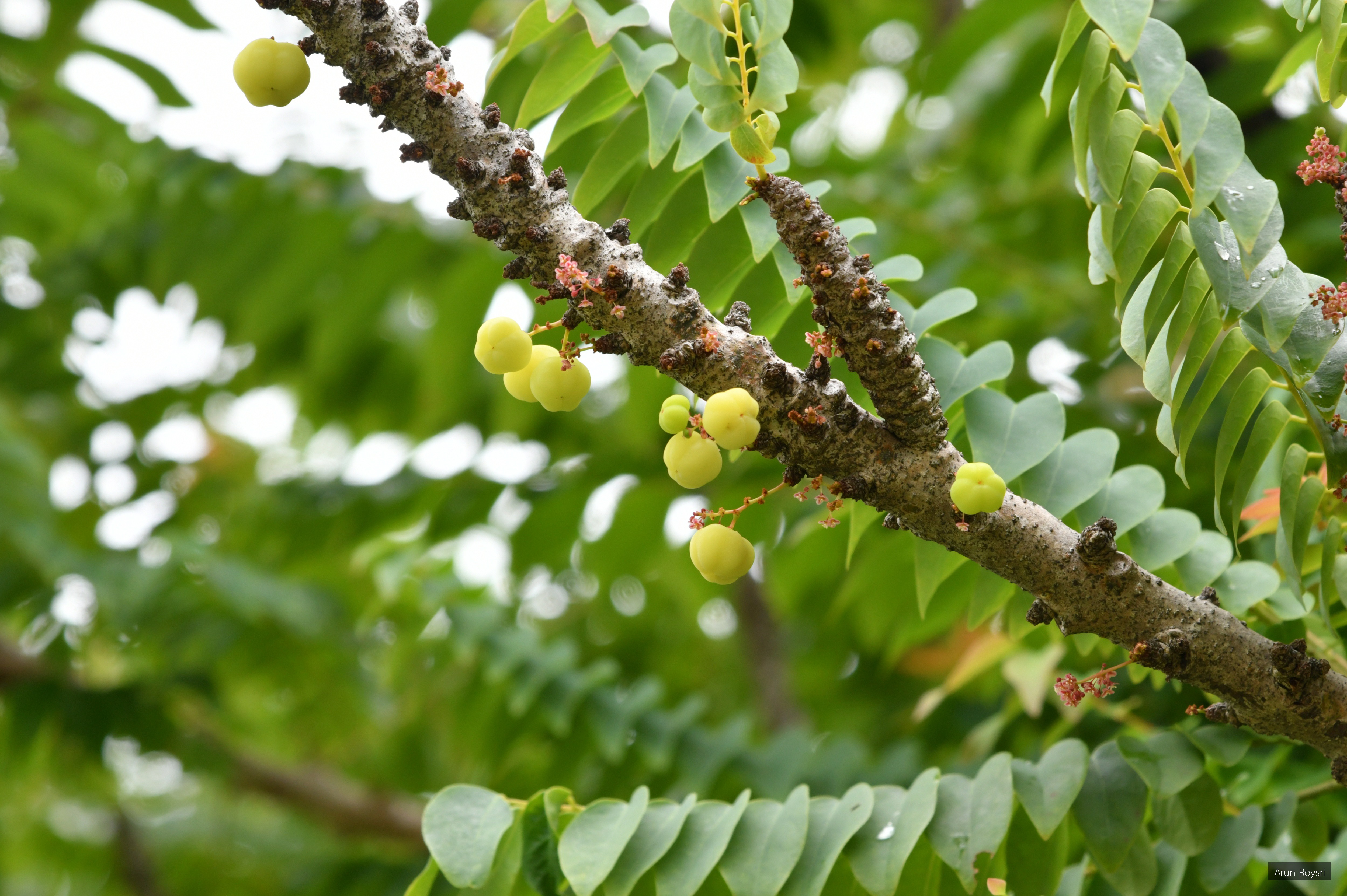 Phyllanthus acidus