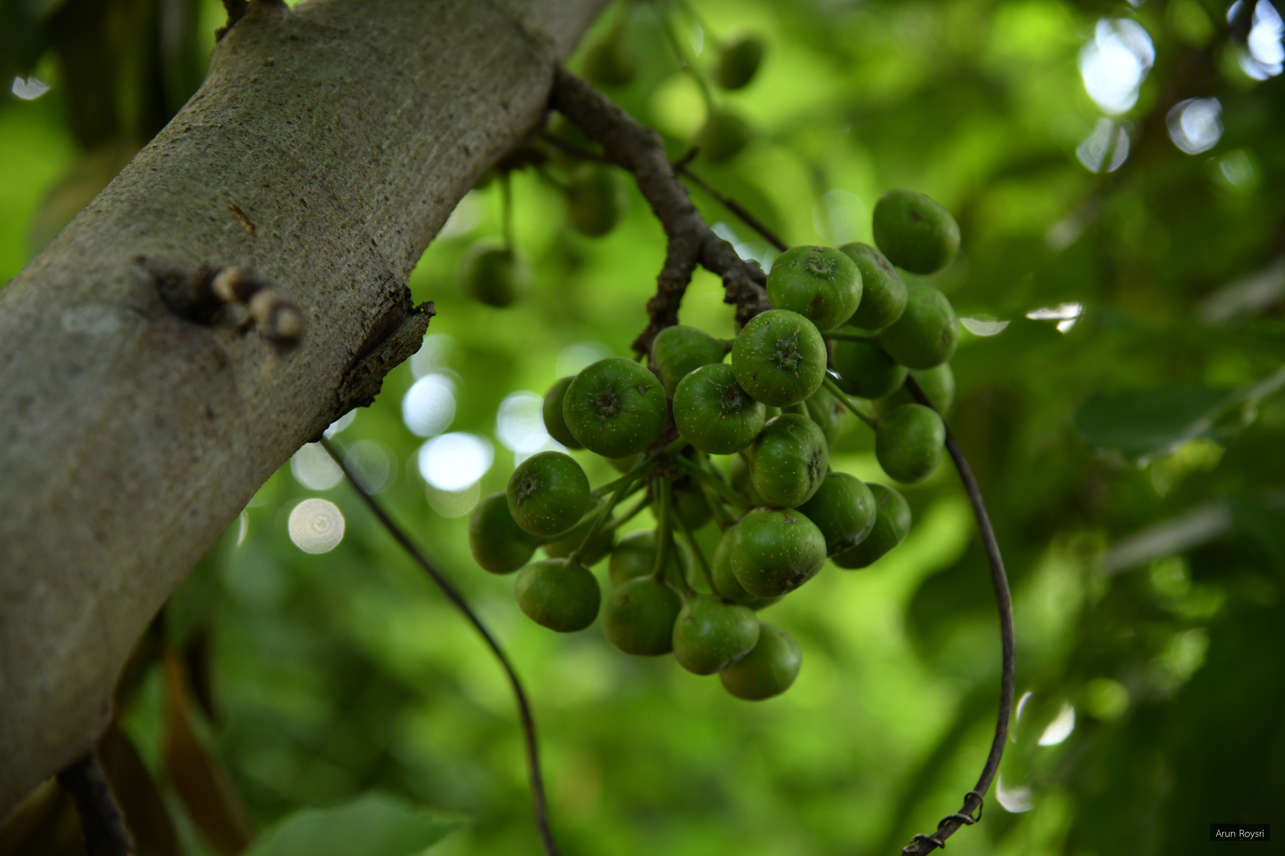 Ficus hispida