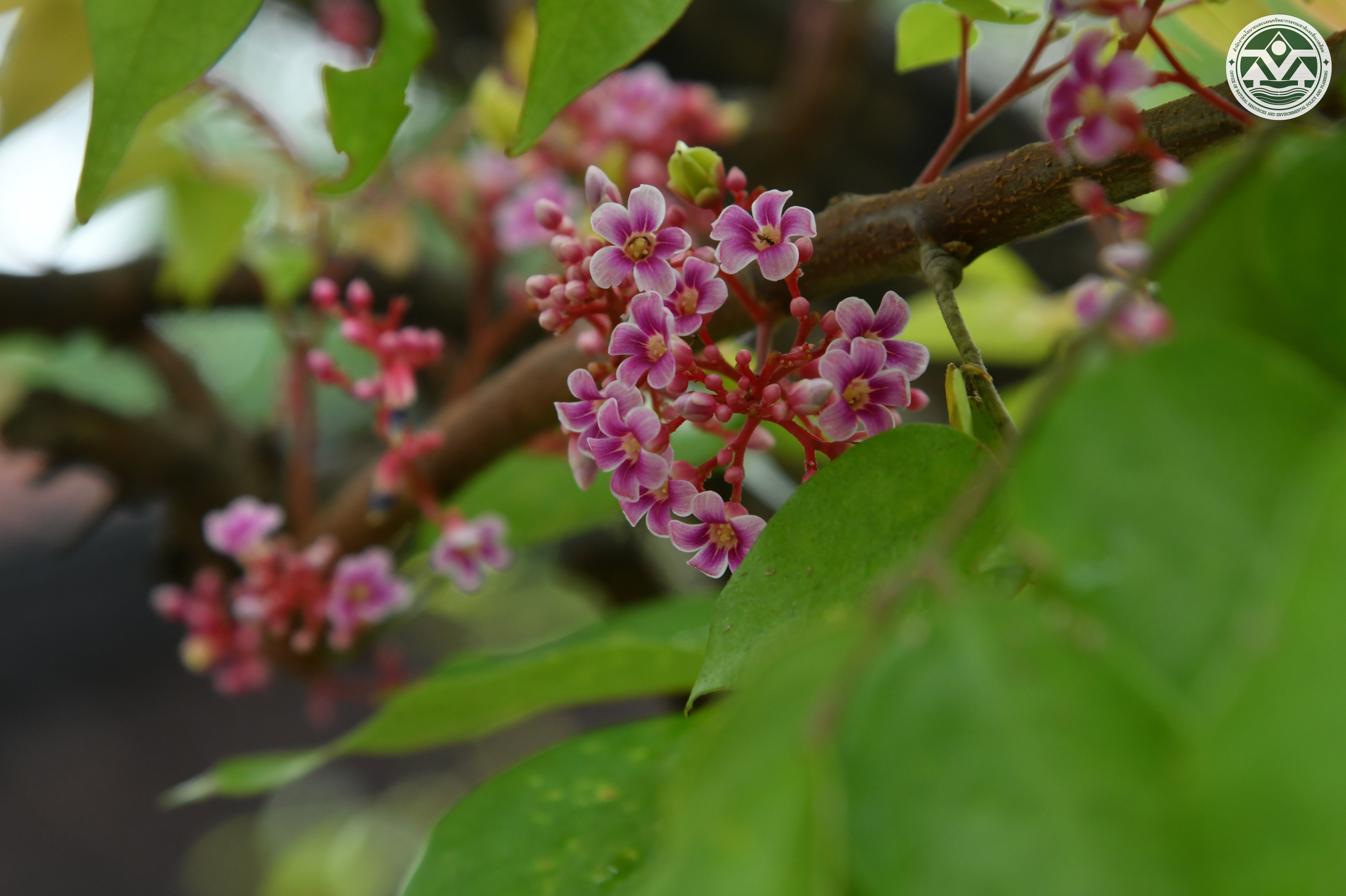 Averrhoa carambola