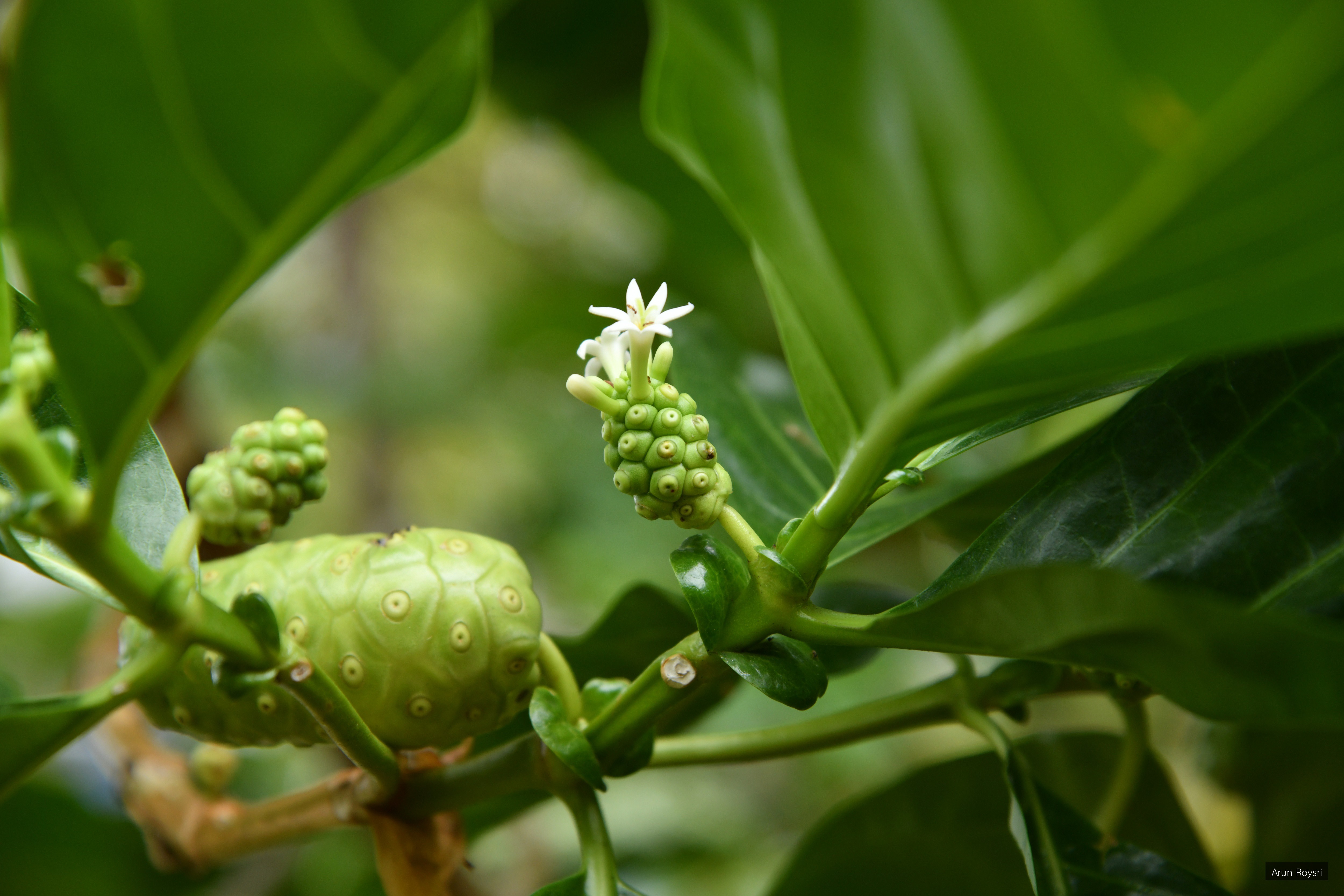 Morinda citifolia