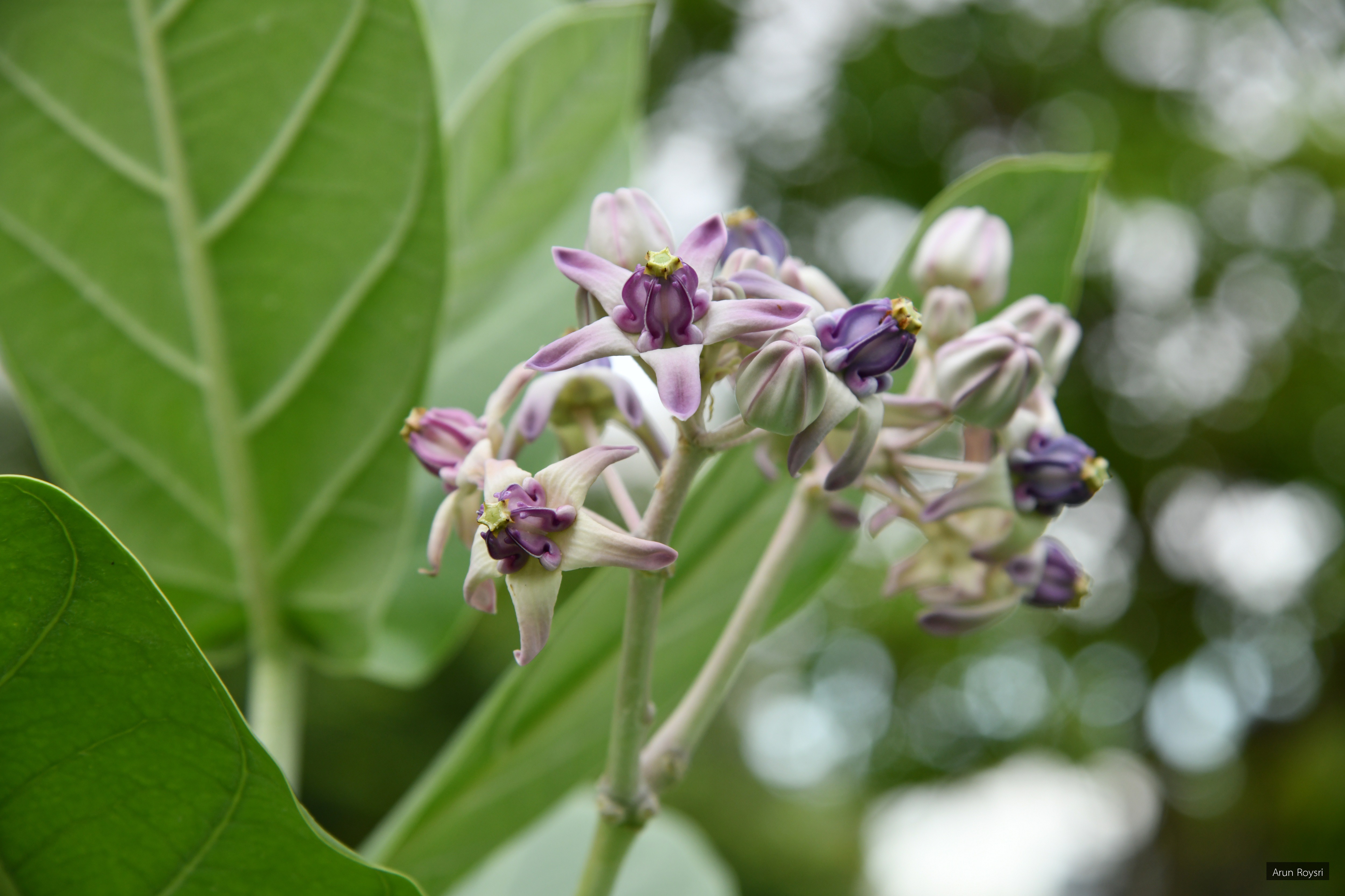 Calotropis gigantea