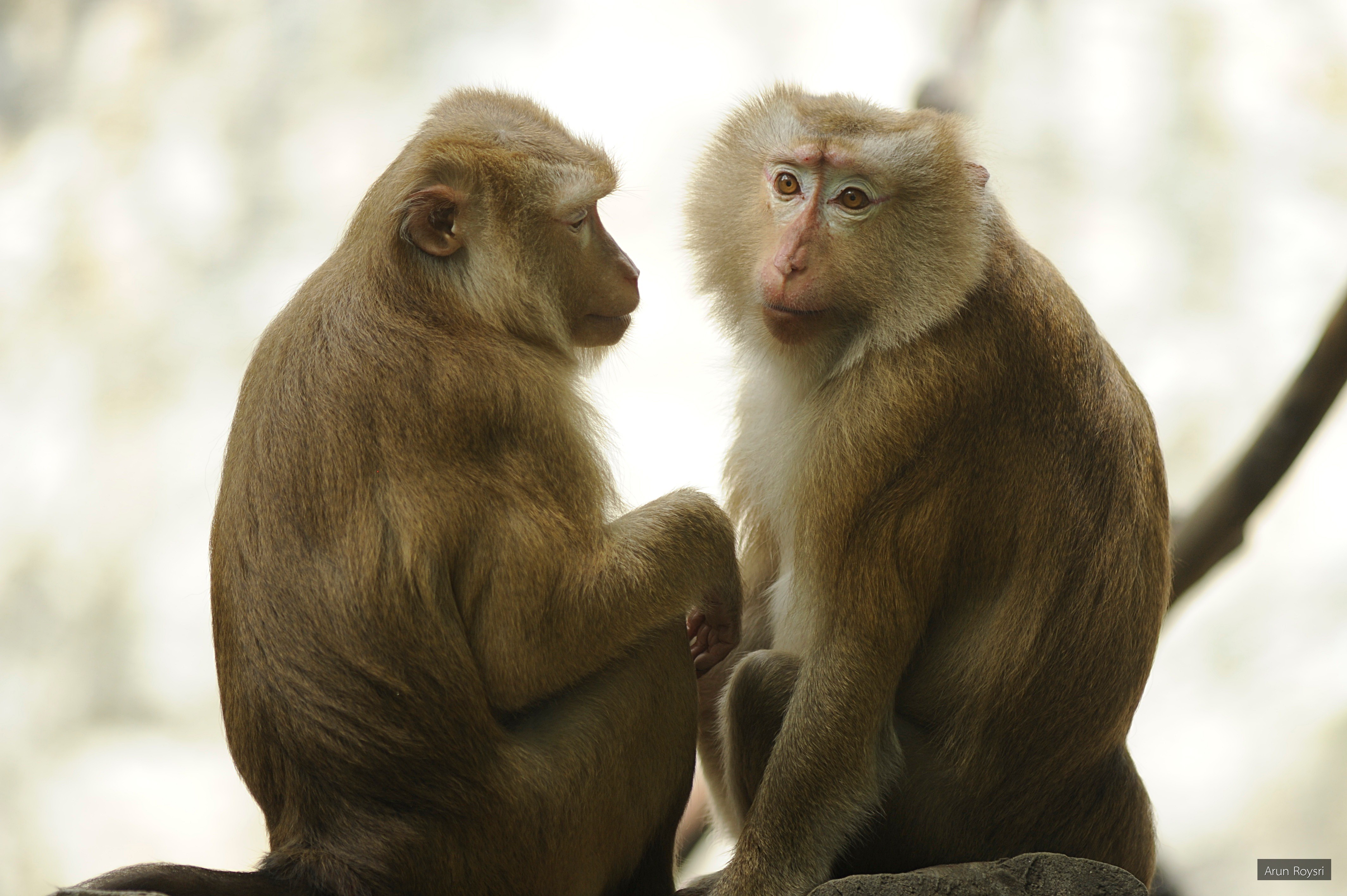 Macaca leonina