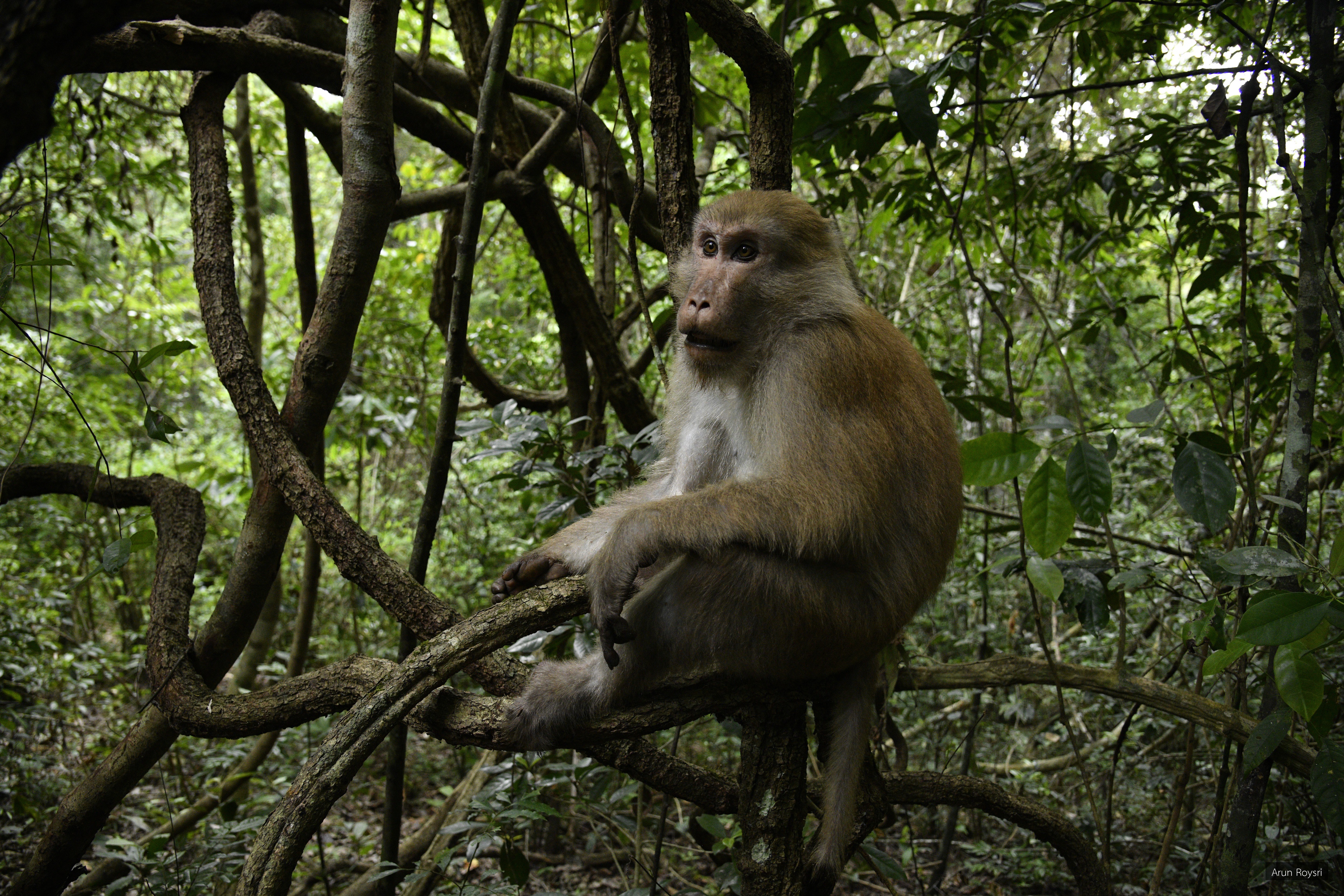 Macaca assamensis