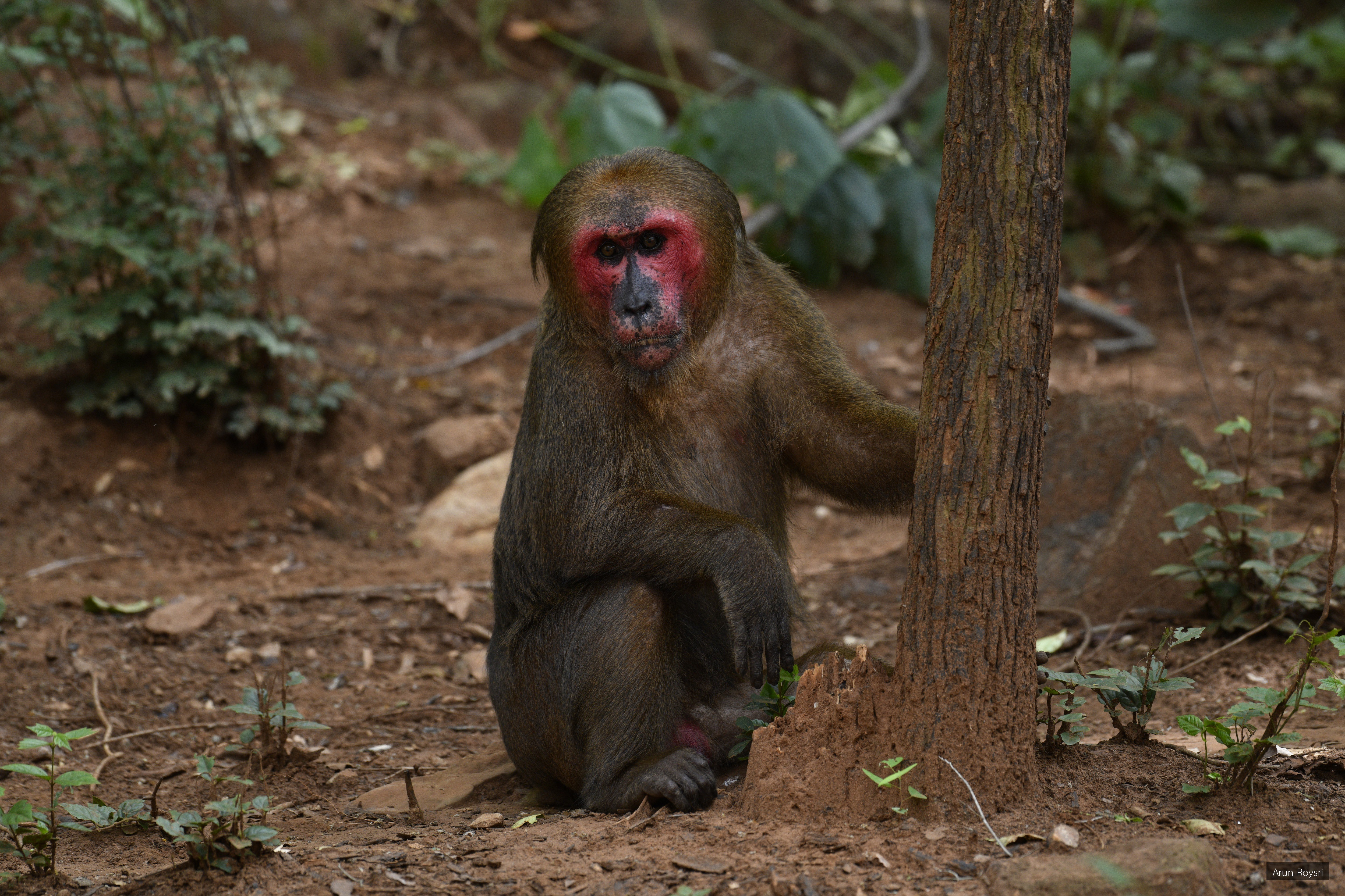 Macaca arctoides