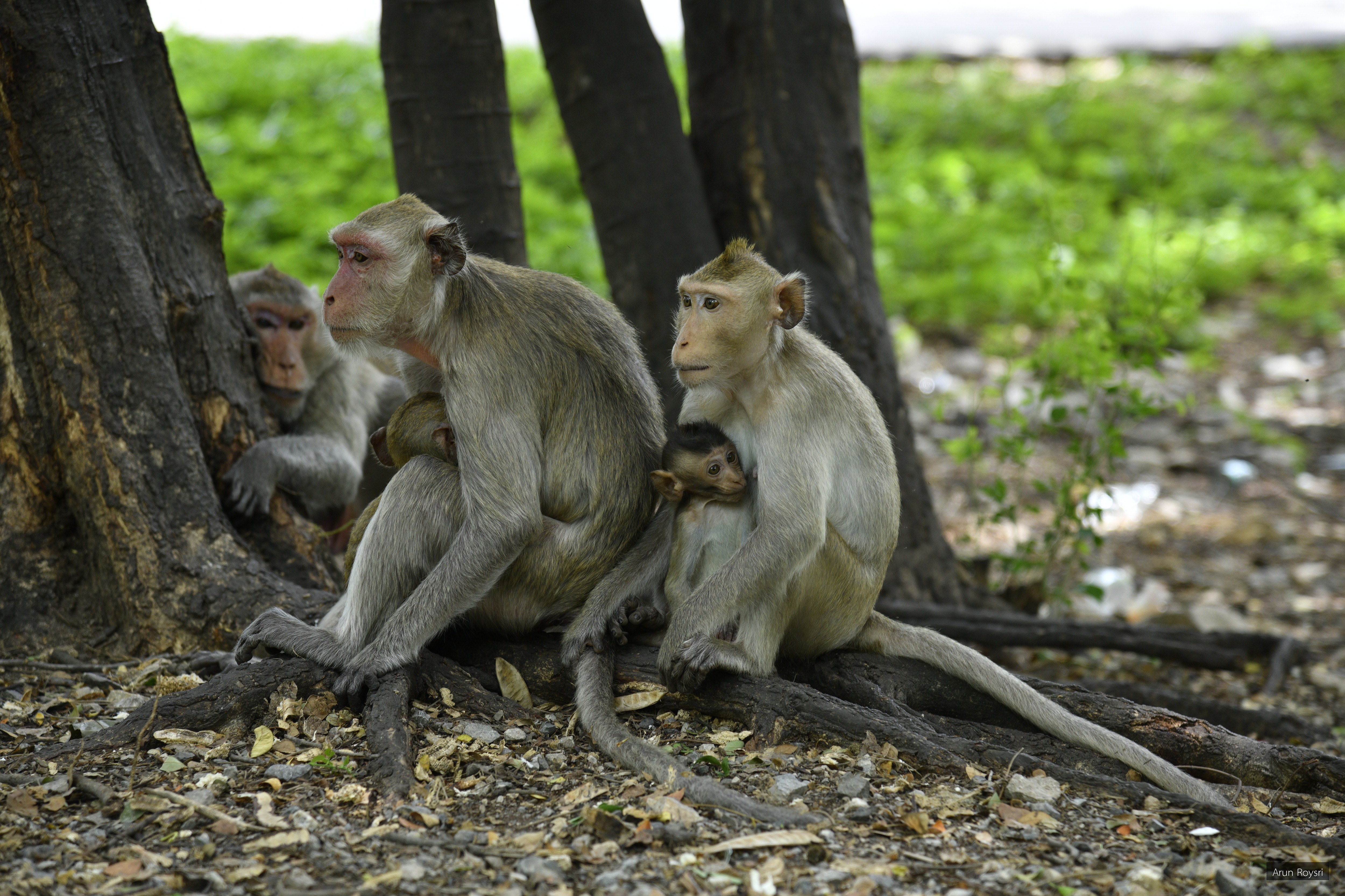 Macaca fascicularis