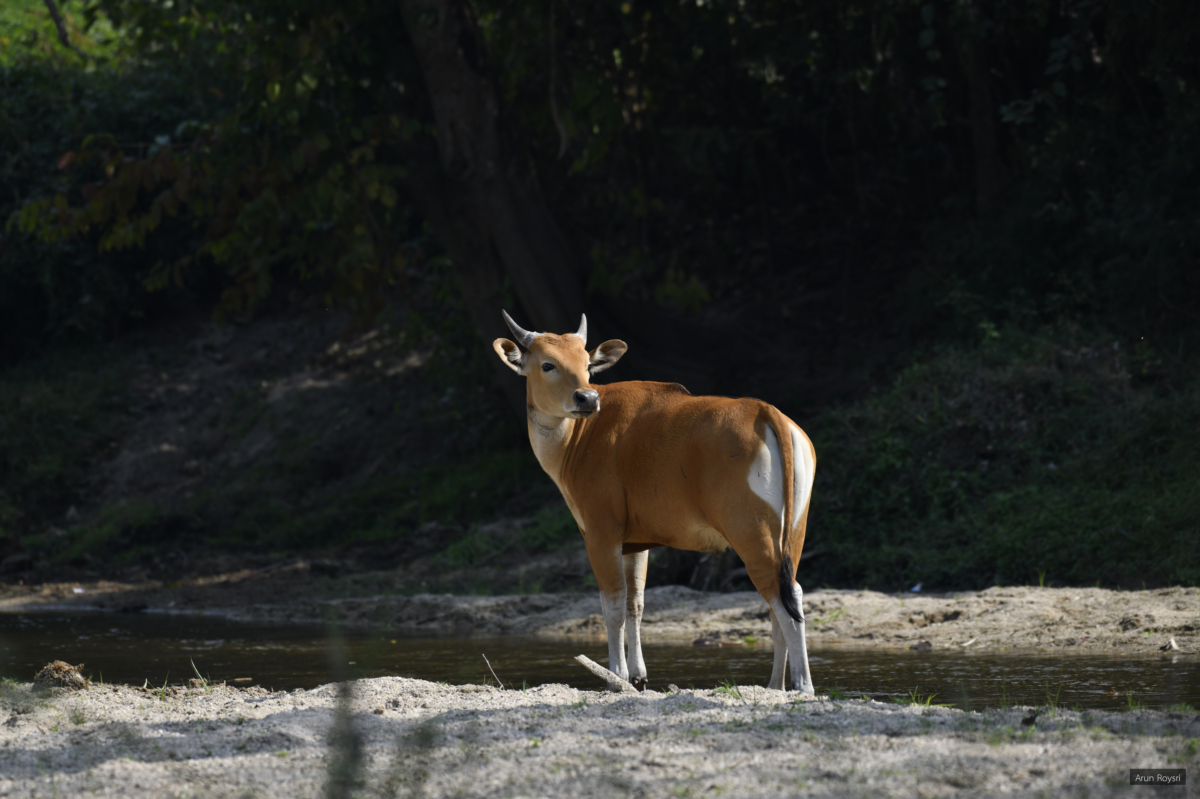 Bos javanicus
