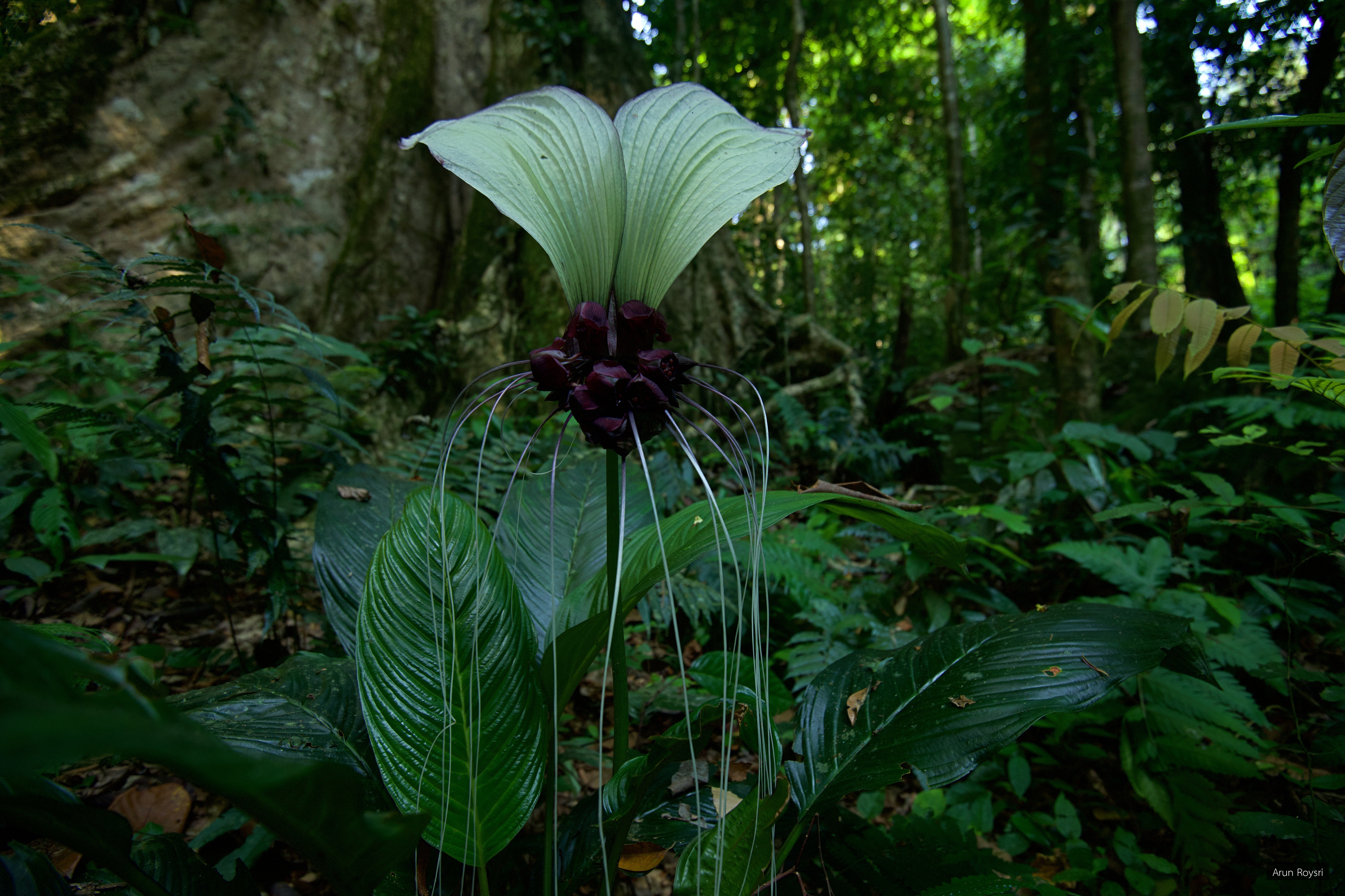 Tacca integrifolia