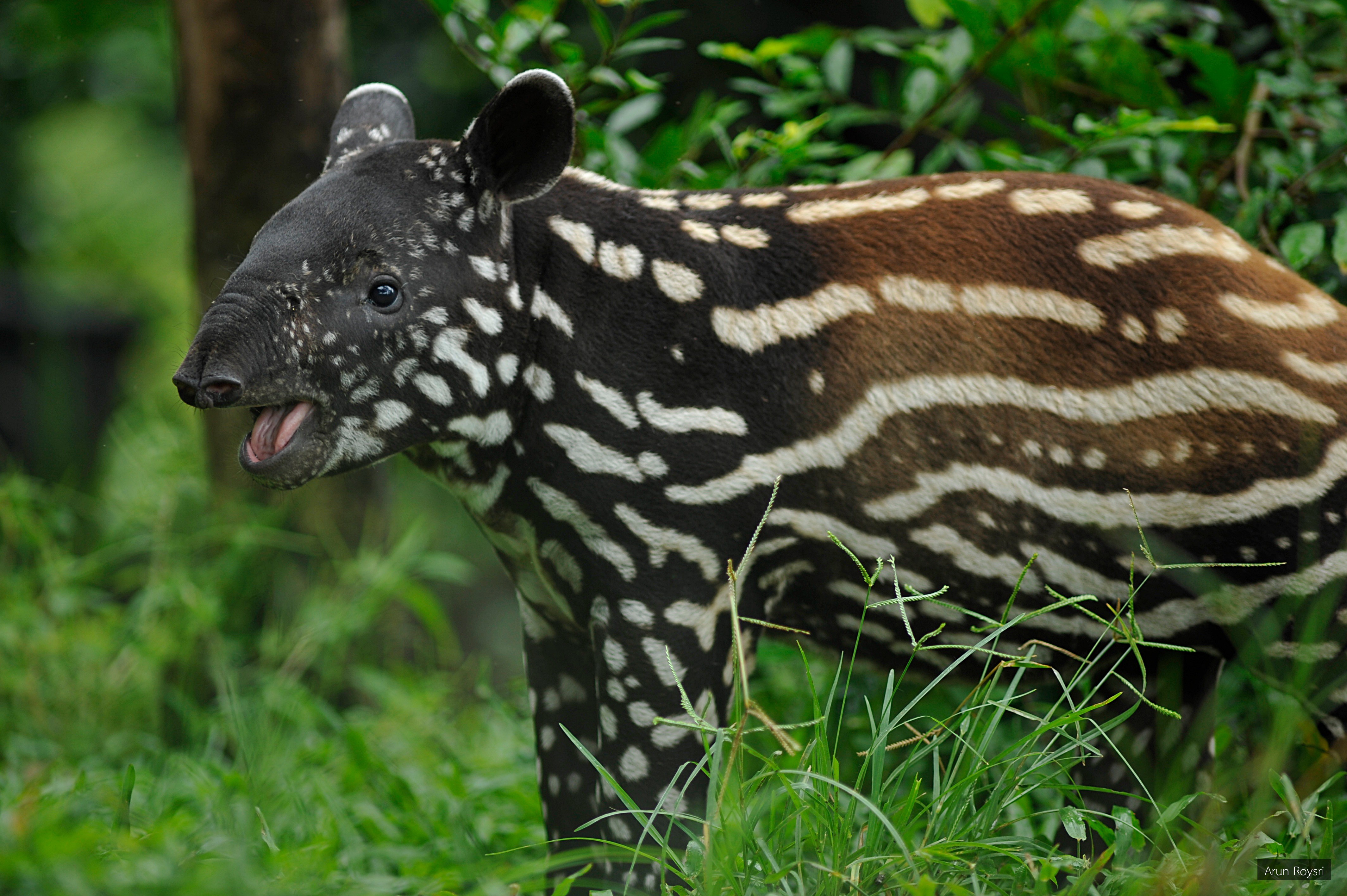 Tapirus indicus