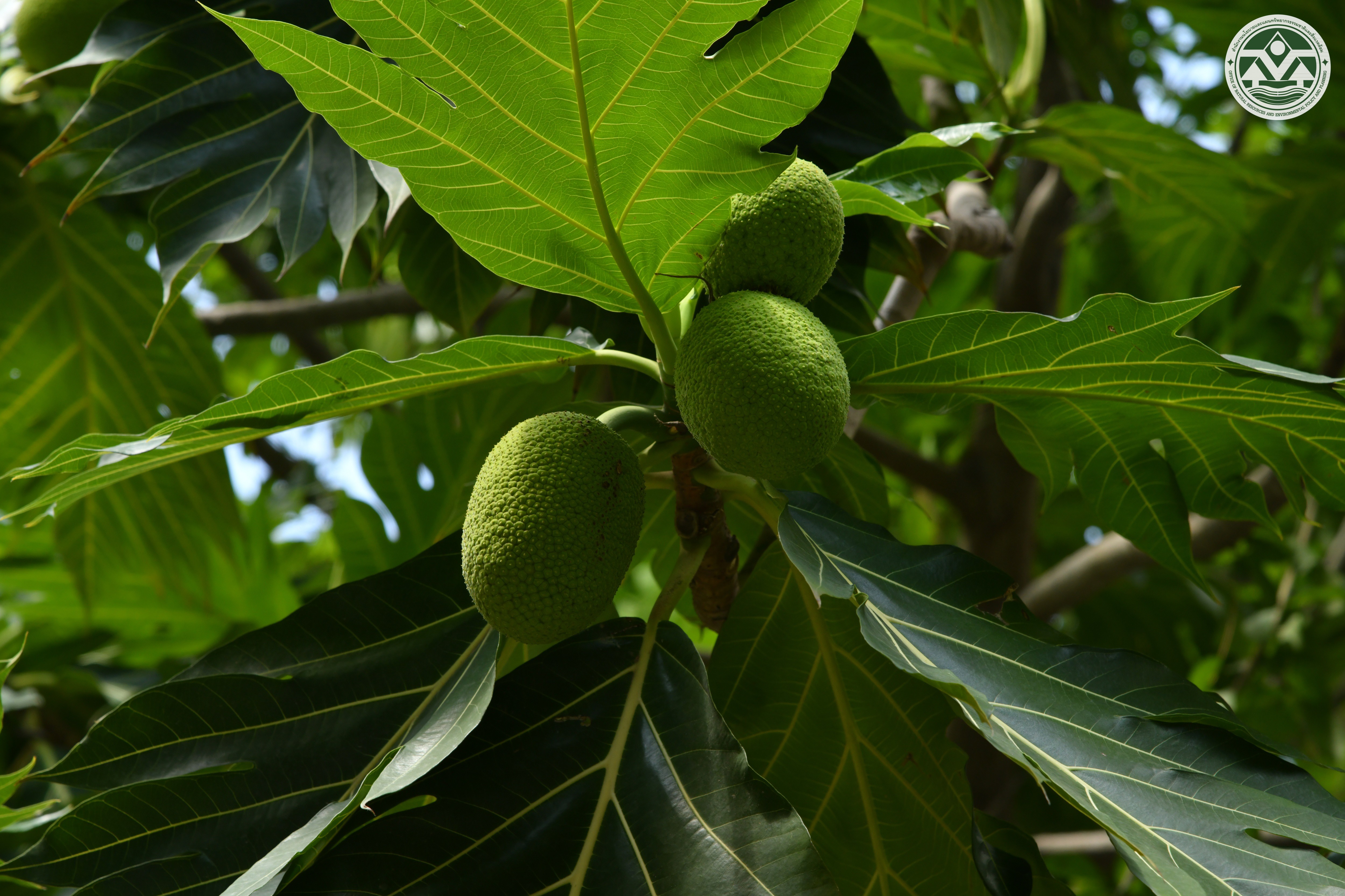 Artocarpus altilis